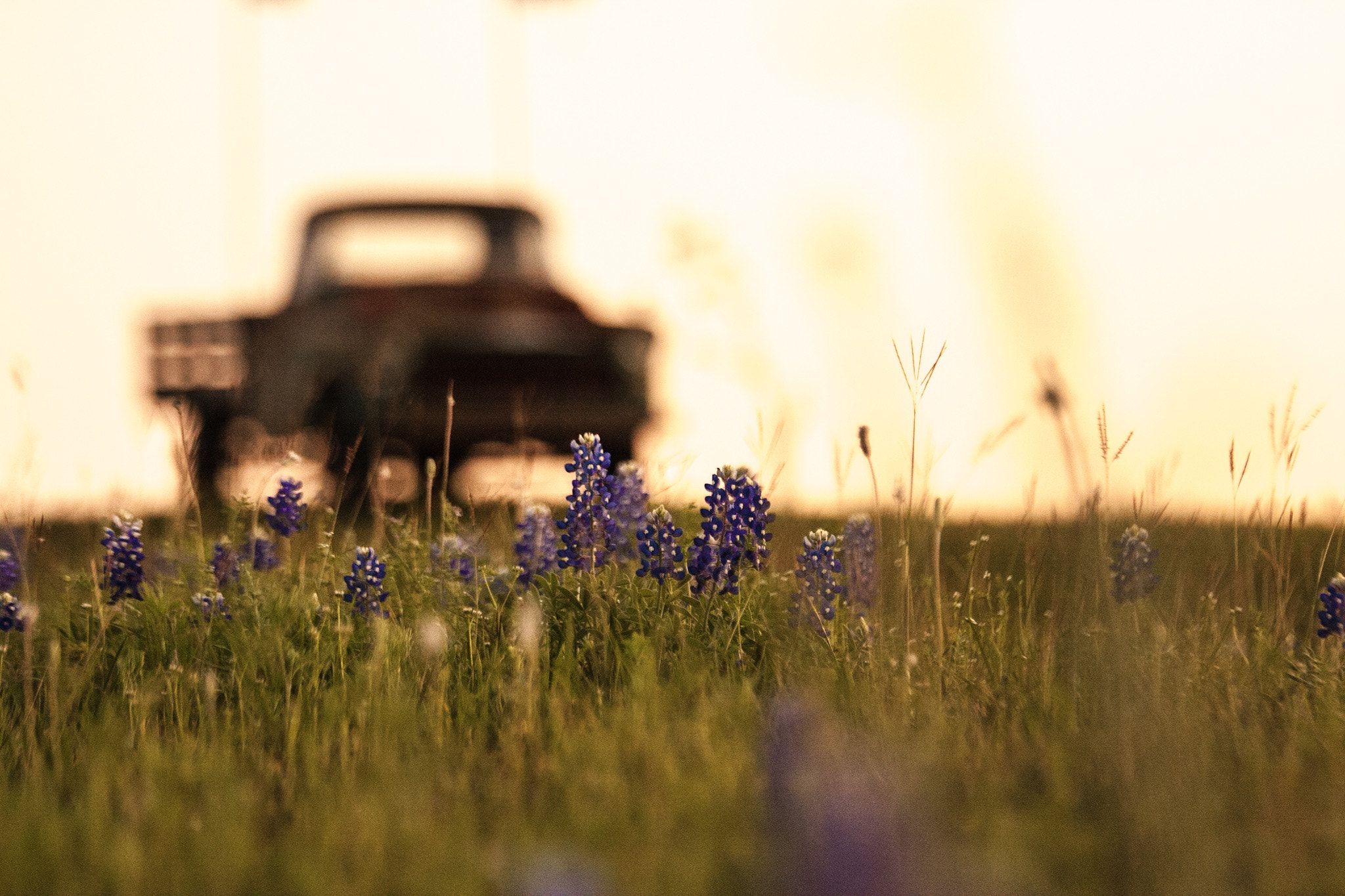 Canon EOS 40D sample photo. Bluebonnet season photography