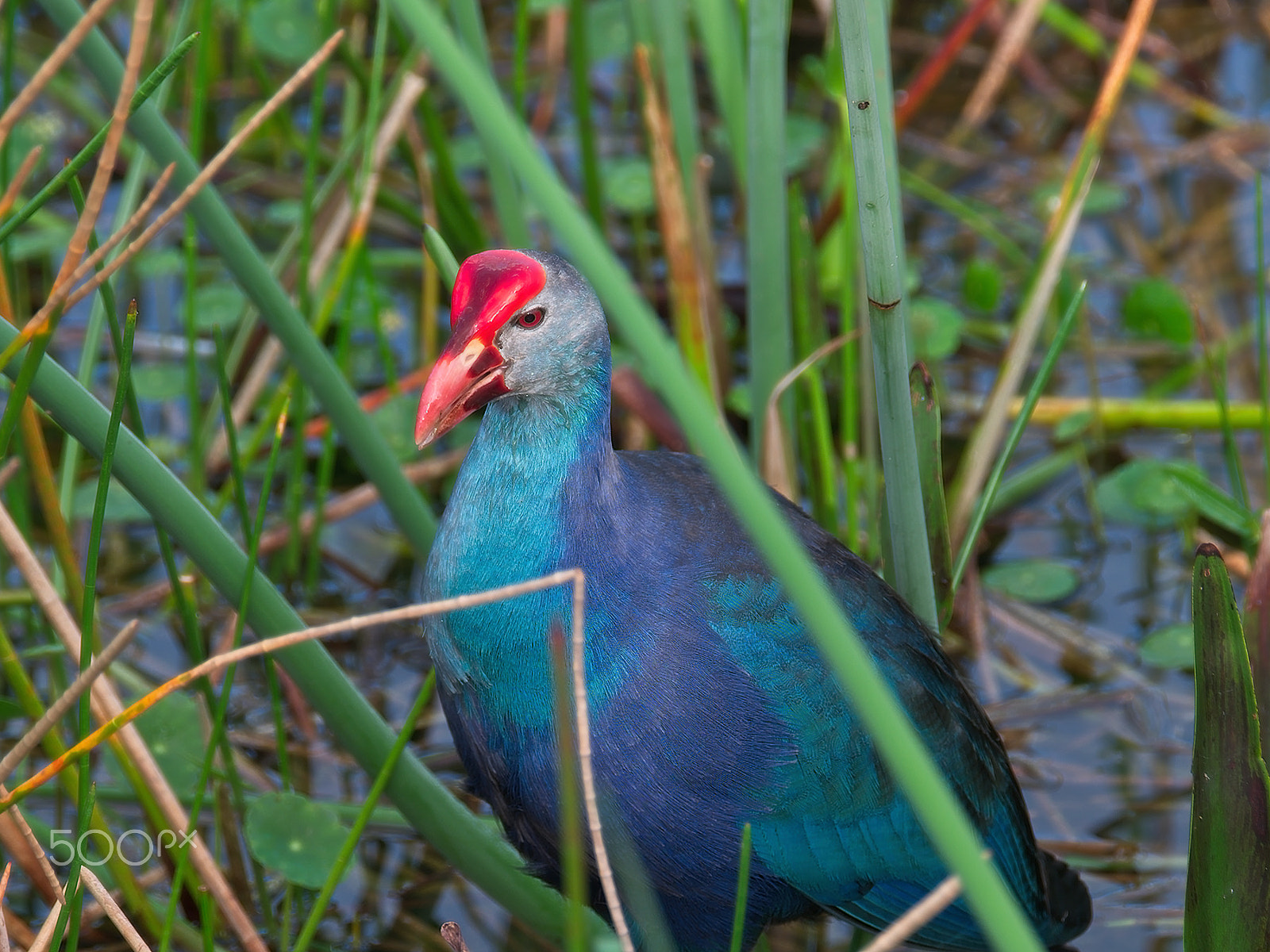 XF100-400mmF4.5-5.6 R LM OIS WR + 1.4x sample photo. Close up of purple gallinule photography