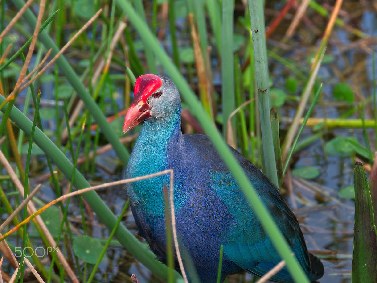 Fujifilm X-E2 sample photo. Close up of purple gallinule photography