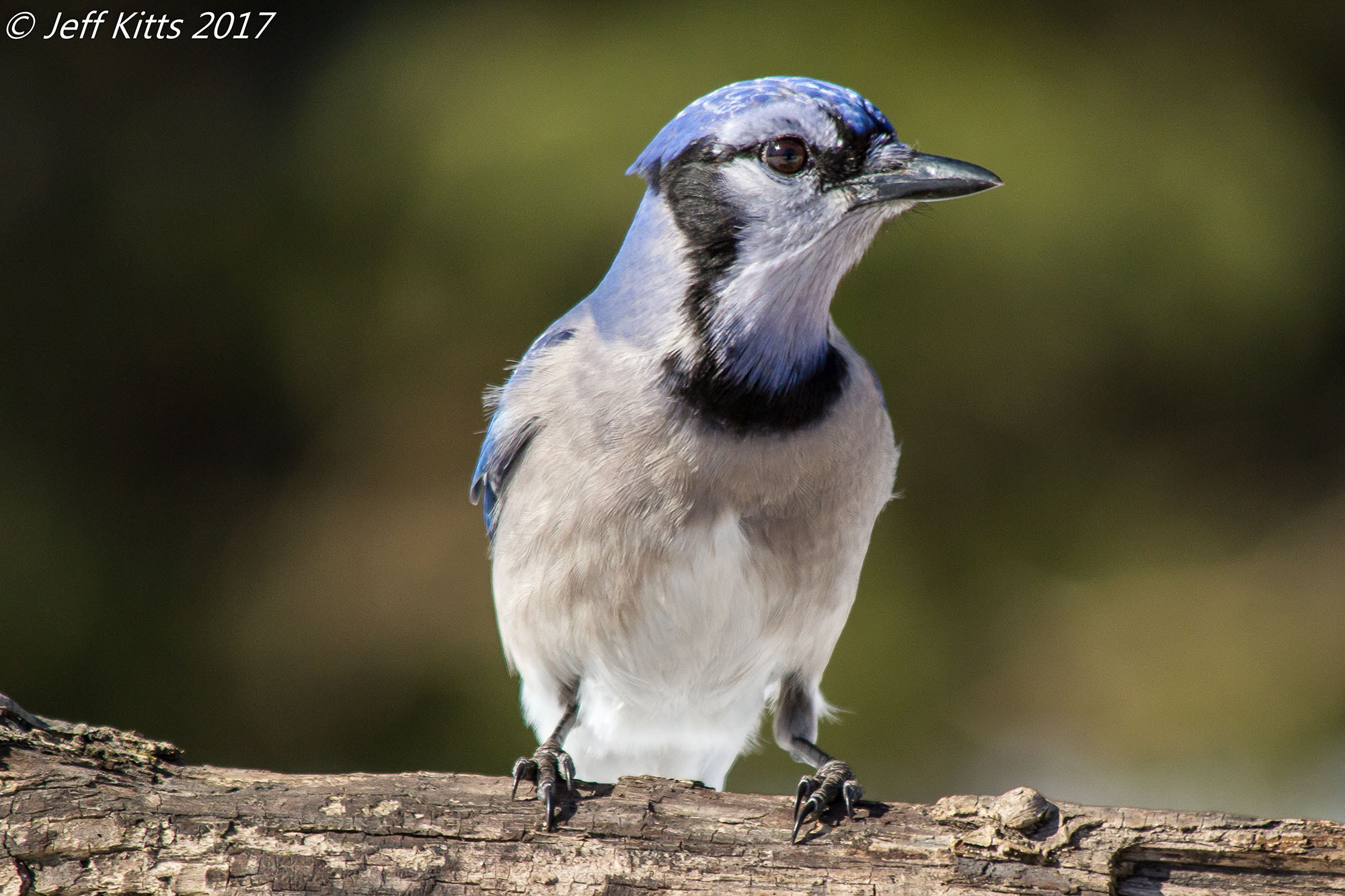 Canon EF 70-300mm F4-5.6 IS USM sample photo. 5393- blue jay 54 photography
