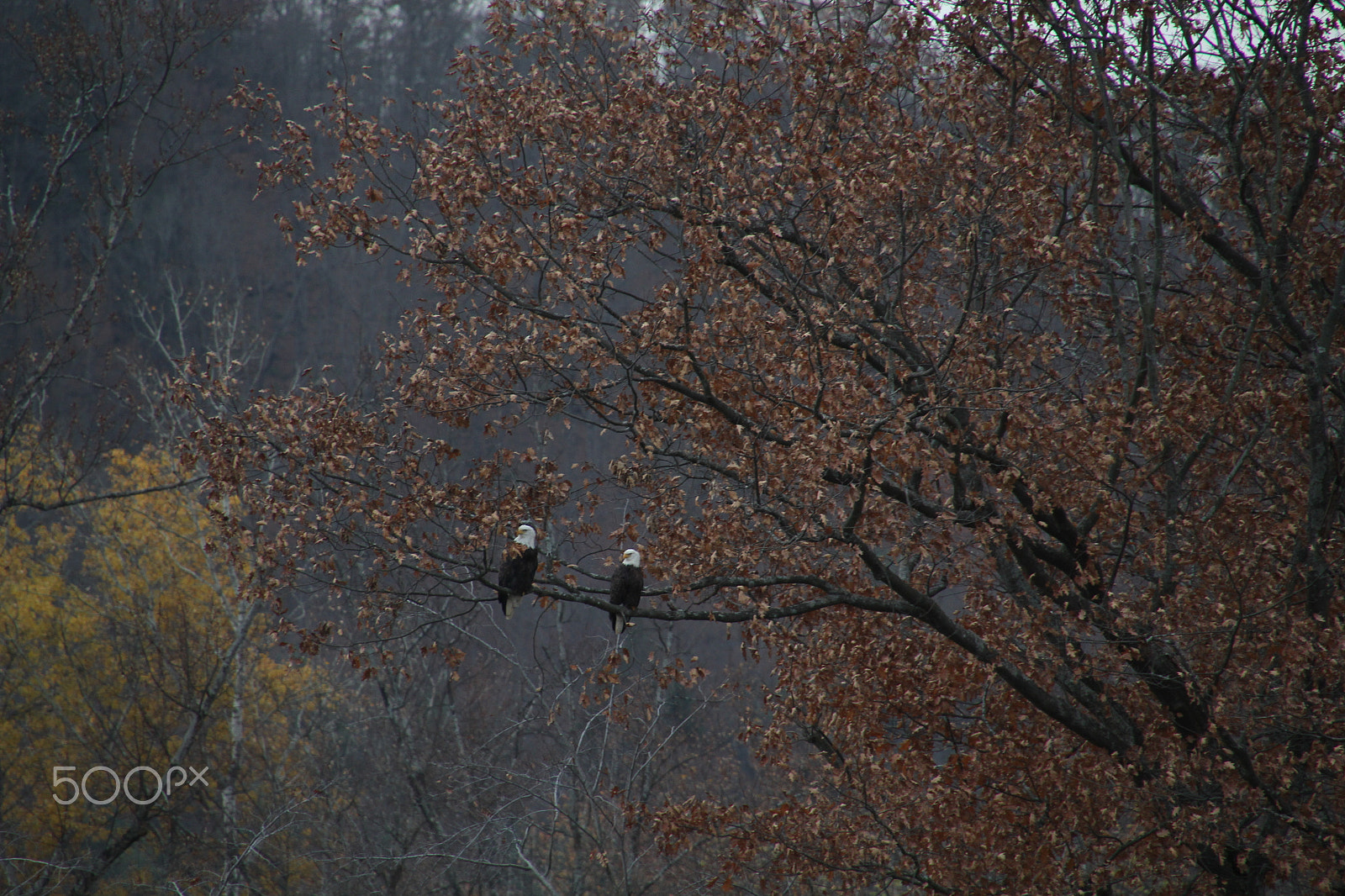 Canon EOS 60D sample photo. Bald eagle photography