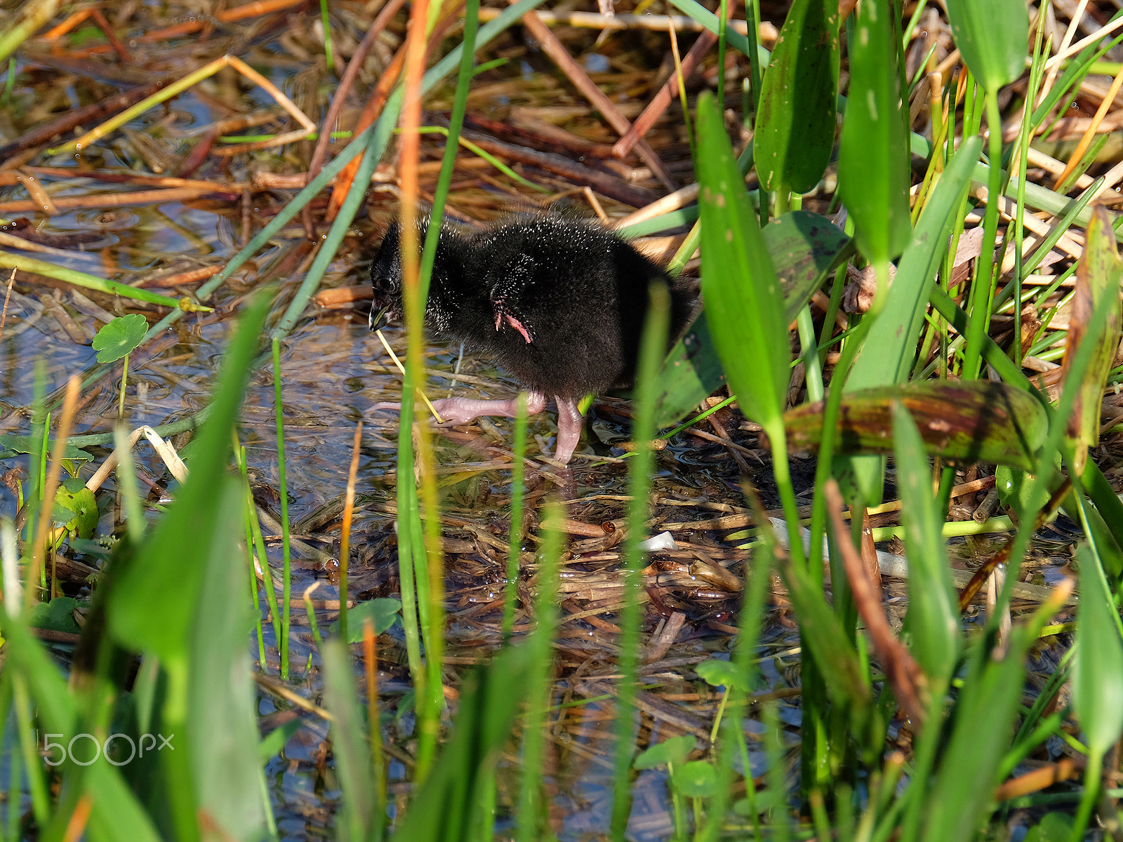 XF100-400mmF4.5-5.6 R LM OIS WR + 1.4x sample photo. Baby purple gallinule eating photography