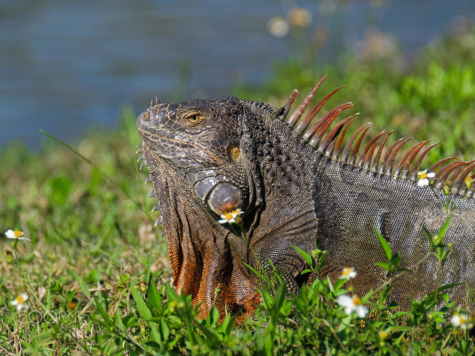 XF100-400mmF4.5-5.6 R LM OIS WR + 1.4x sample photo. Male green iguana breeding colors and neck dewlap photography