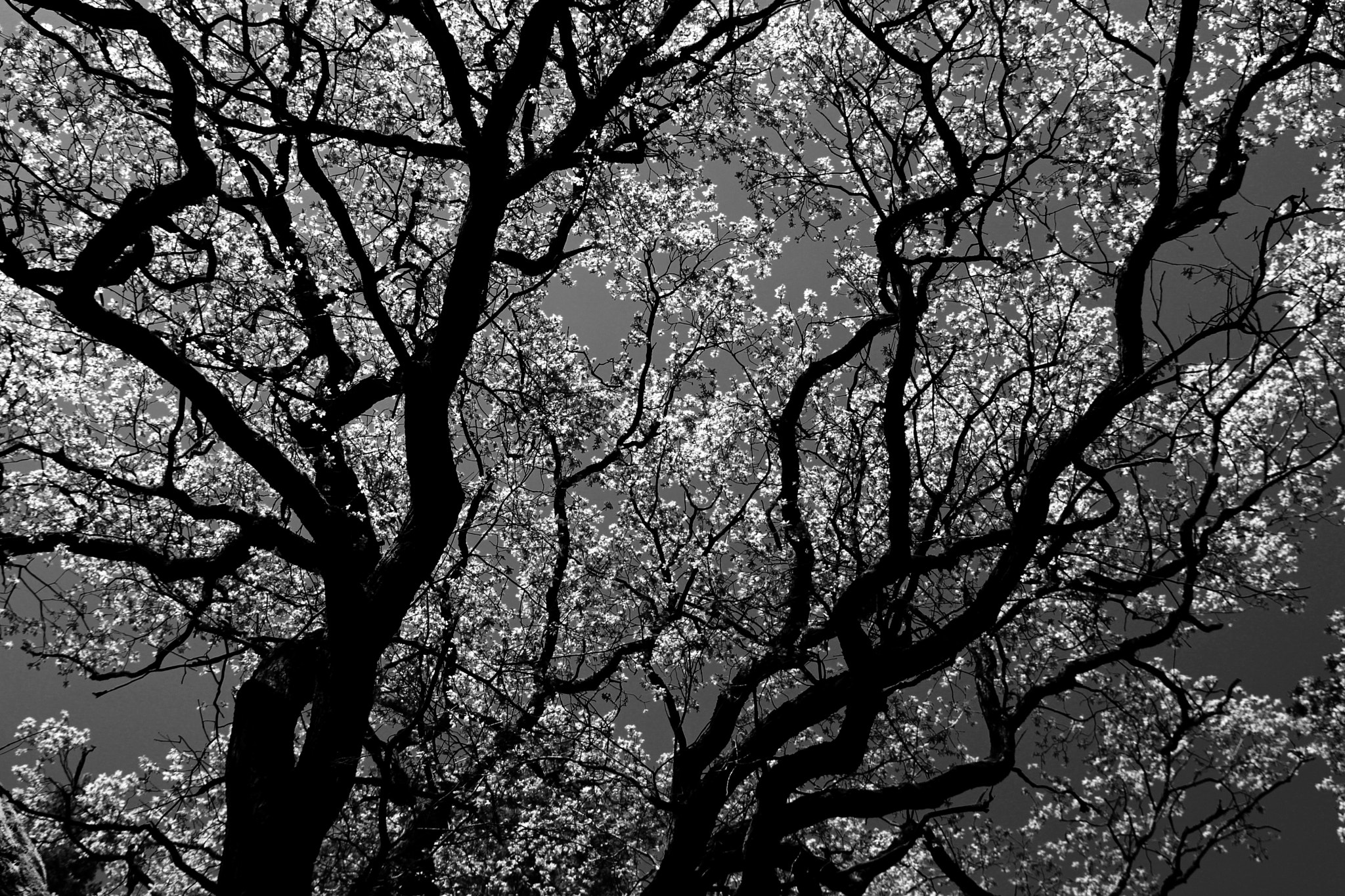 Canon EOS 100D (EOS Rebel SL1 / EOS Kiss X7) sample photo. Black and white oak tree photography