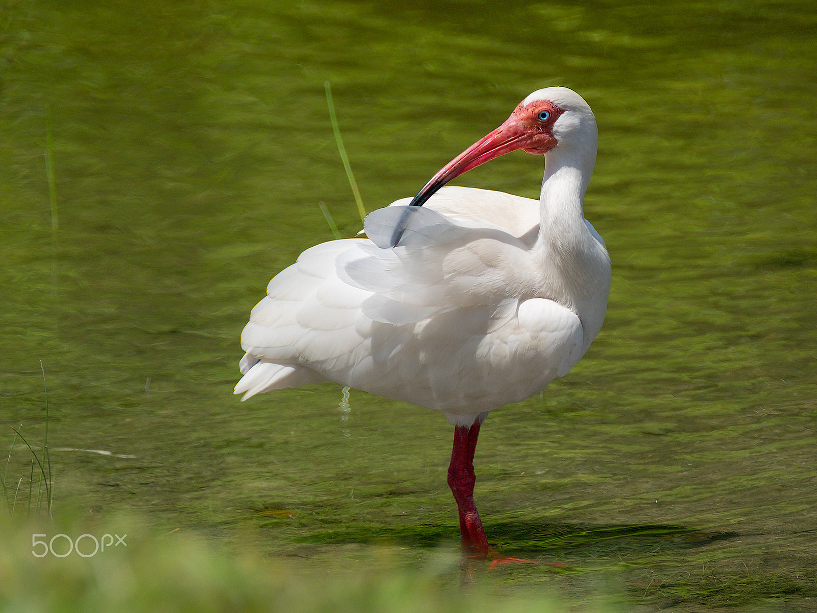 Fujifilm X-E2 sample photo. White ibis preening plumage in water photography