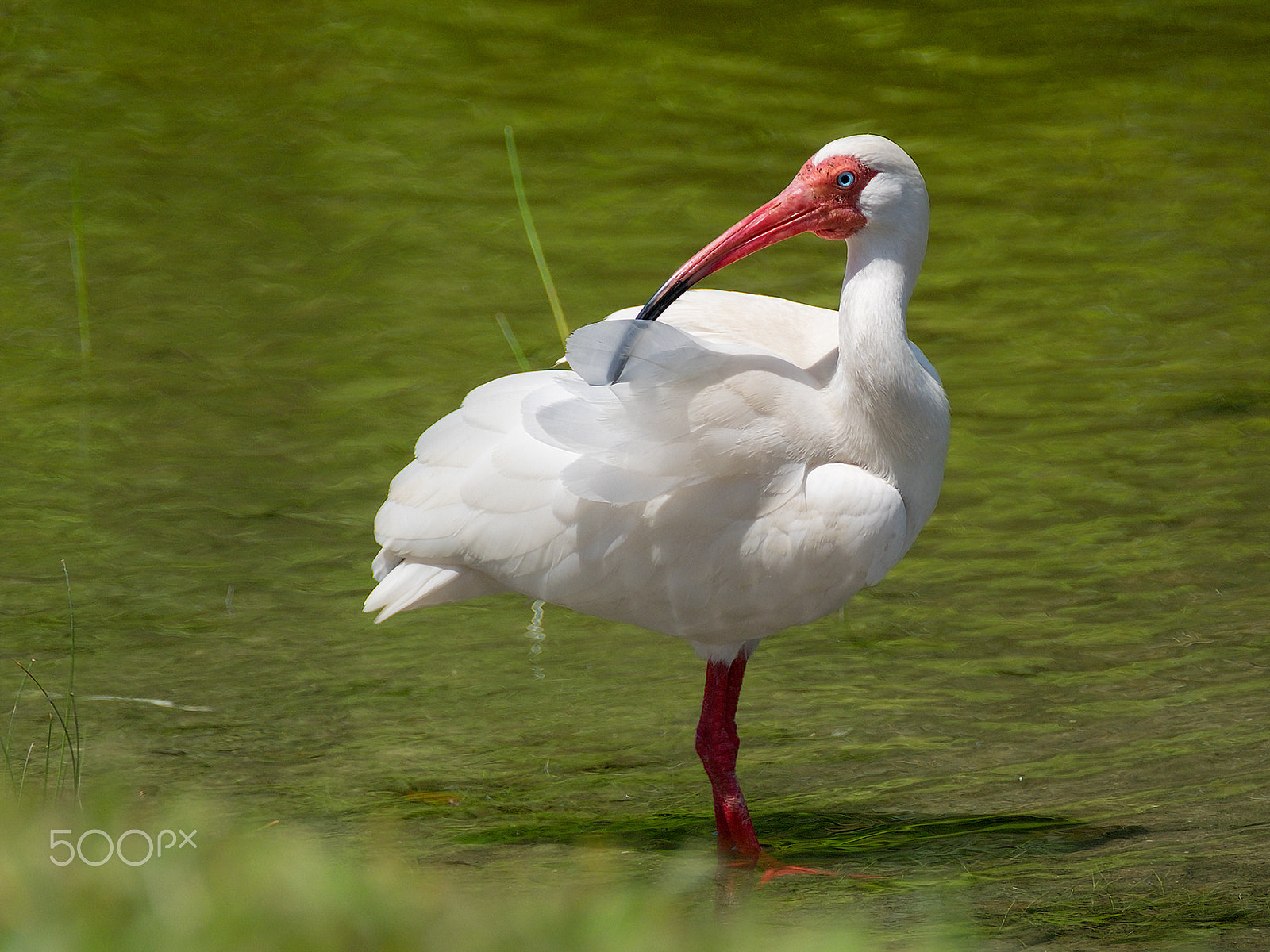 Fujifilm X-E2 + XF100-400mmF4.5-5.6 R LM OIS WR + 1.4x sample photo. White ibis preening plumage in water photography