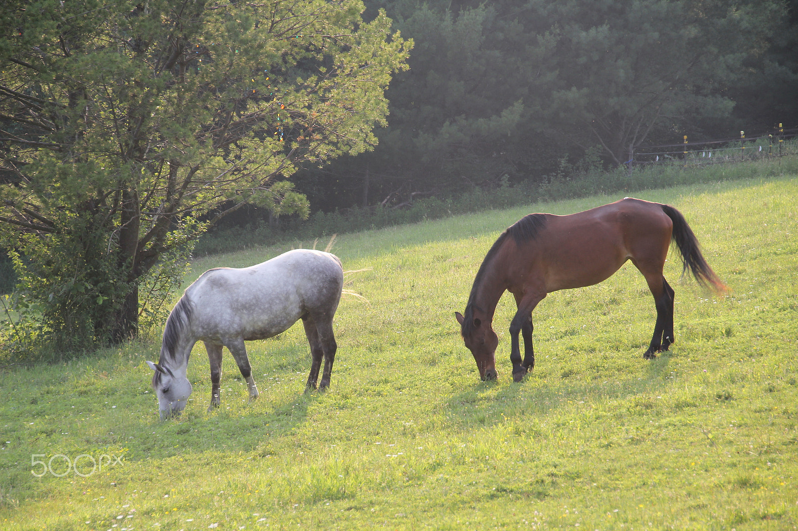 Canon EOS 60D sample photo. Grazing horses photography