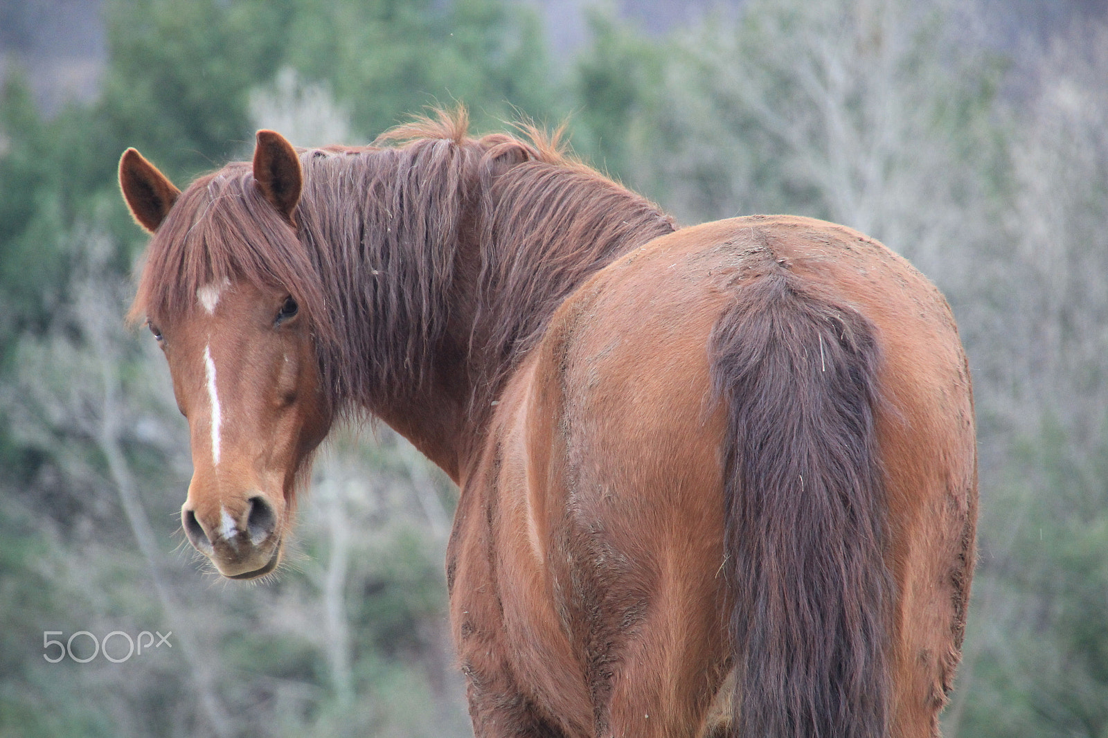 Canon EOS 60D sample photo. Horse named luna photography