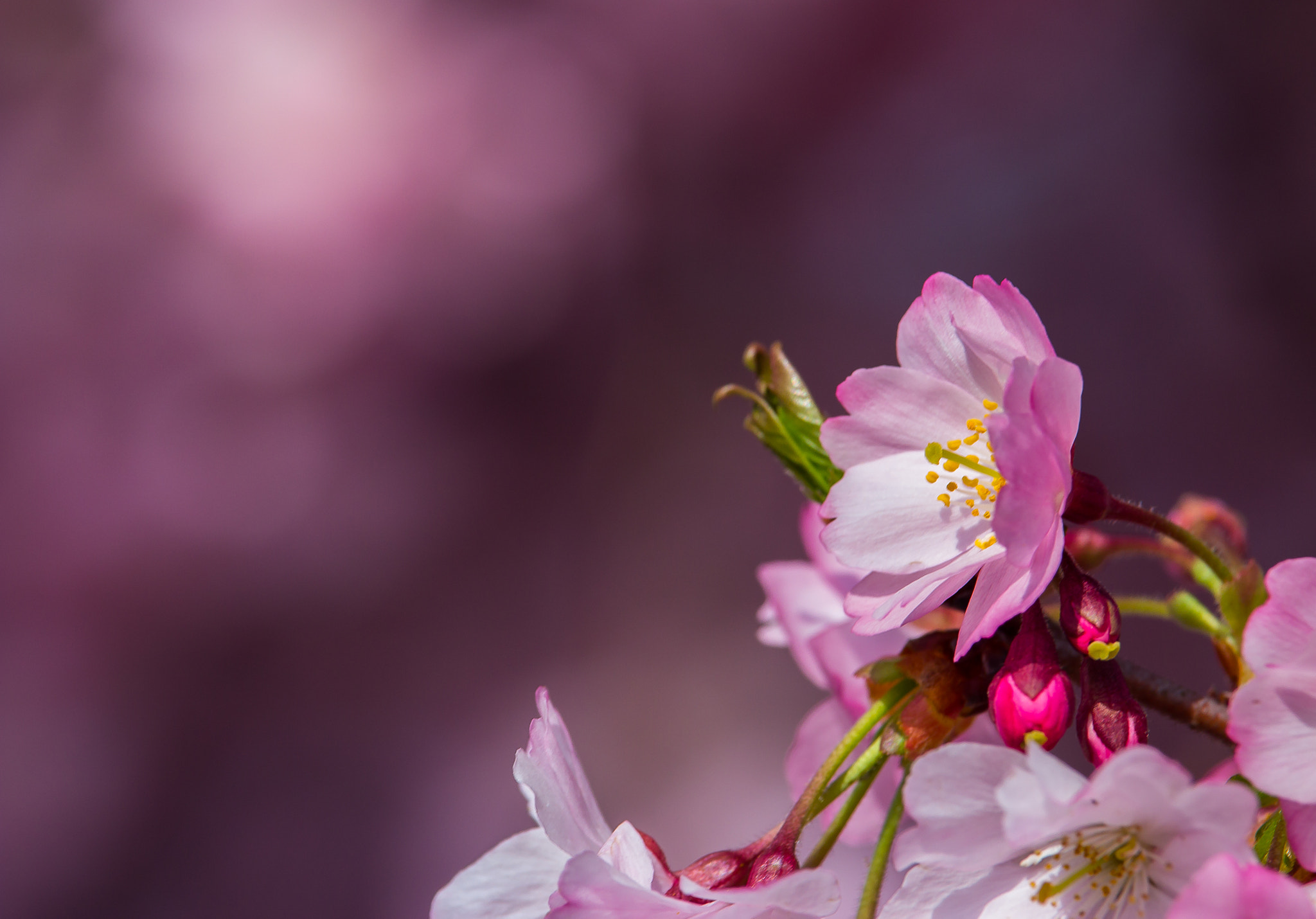 Canon EF-S 55-250mm F4-5.6 IS STM sample photo. Flower photography