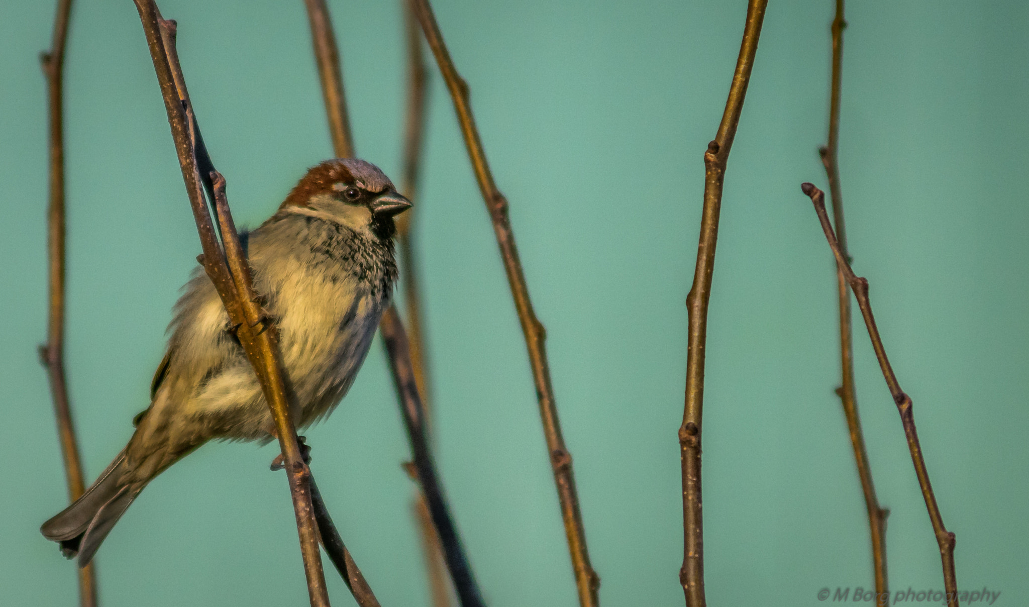 Sony ILCA-77M2 sample photo. House sparrow (passer domesticus) photography