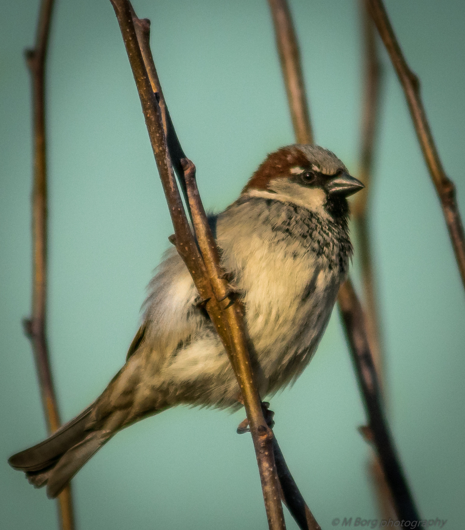 Sony ILCA-77M2 + Minolta AF 80-200mm F2.8 HS-APO G sample photo. House sparrow (passer domesticus) photography