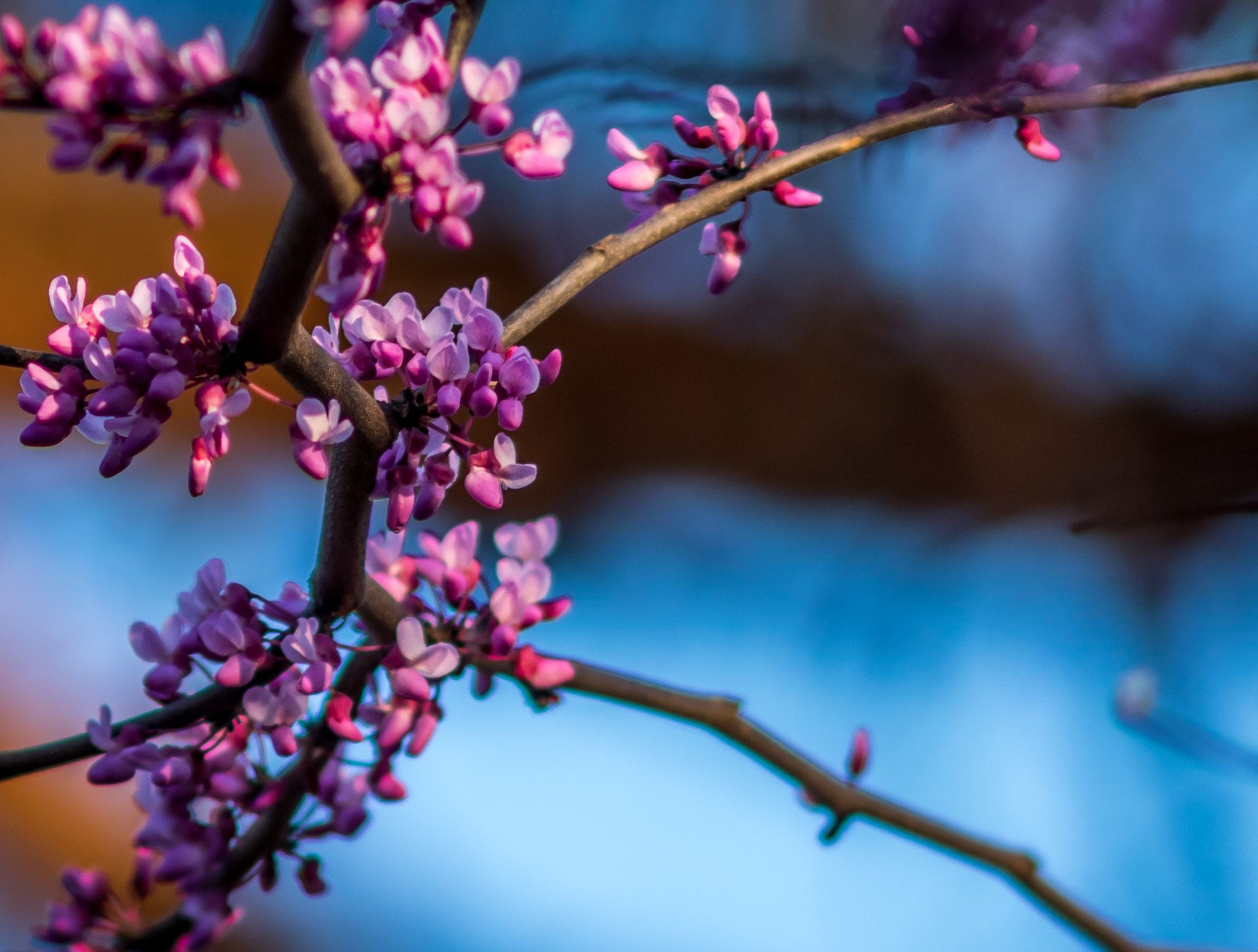 AF Nikkor 300mm f/4 IF-ED sample photo. Red bud photography