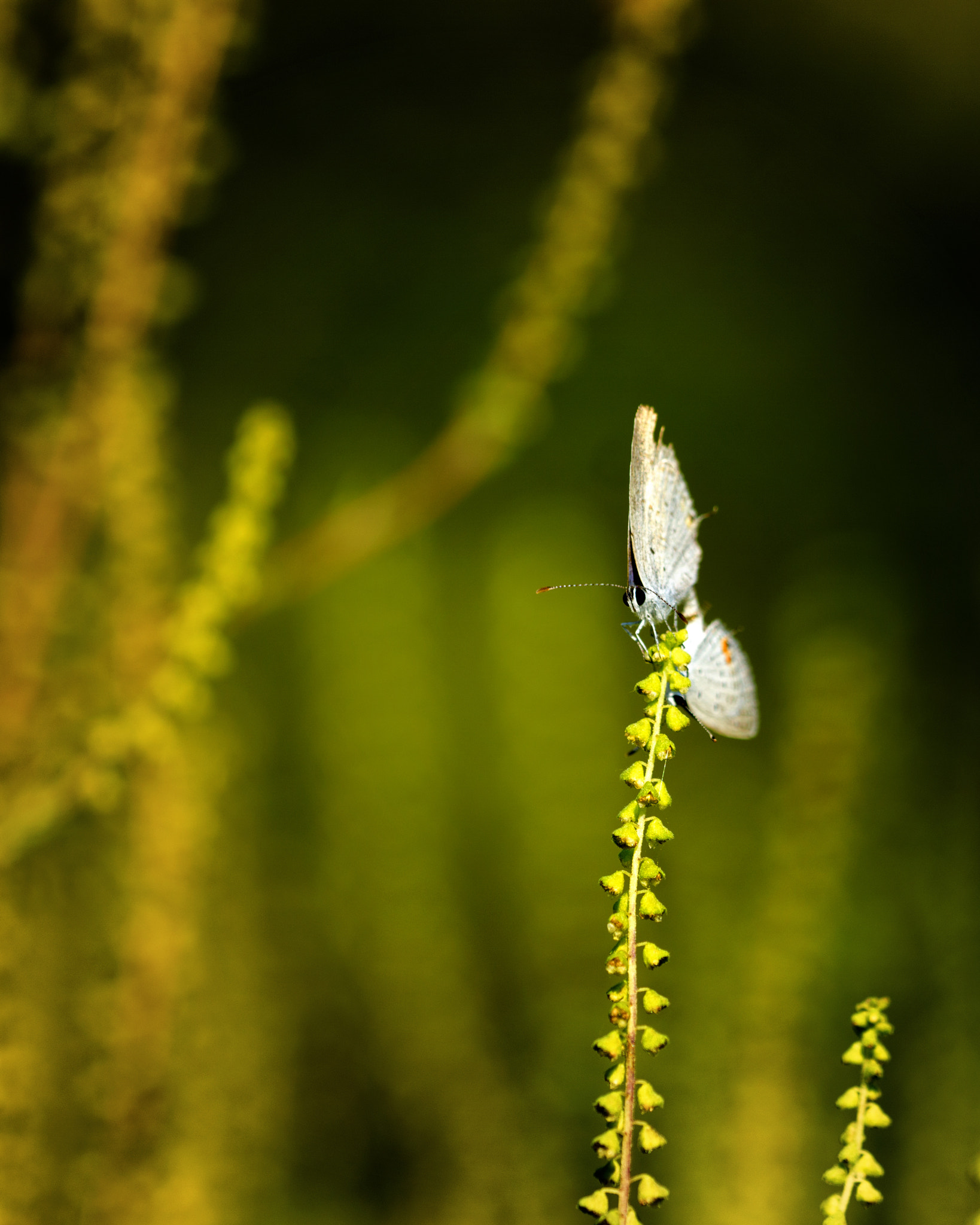 Sony a6000 + Sony FE 90mm F2.8 Macro G OSS sample photo. Dngaa photography