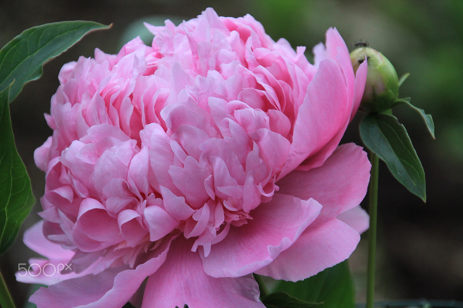 Canon EOS 60D sample photo. Peony photography