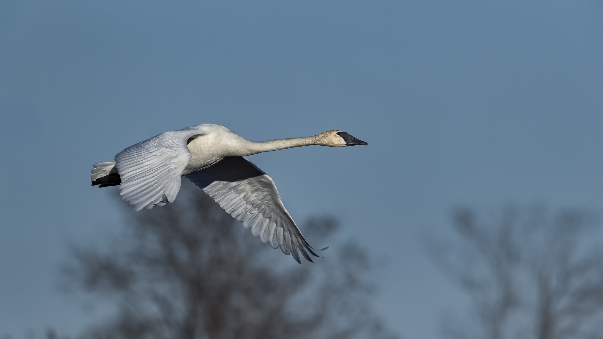Canon EOS-1D X Mark II + Canon EF 500mm F4L IS II USM sample photo. Trumpeter swan photography