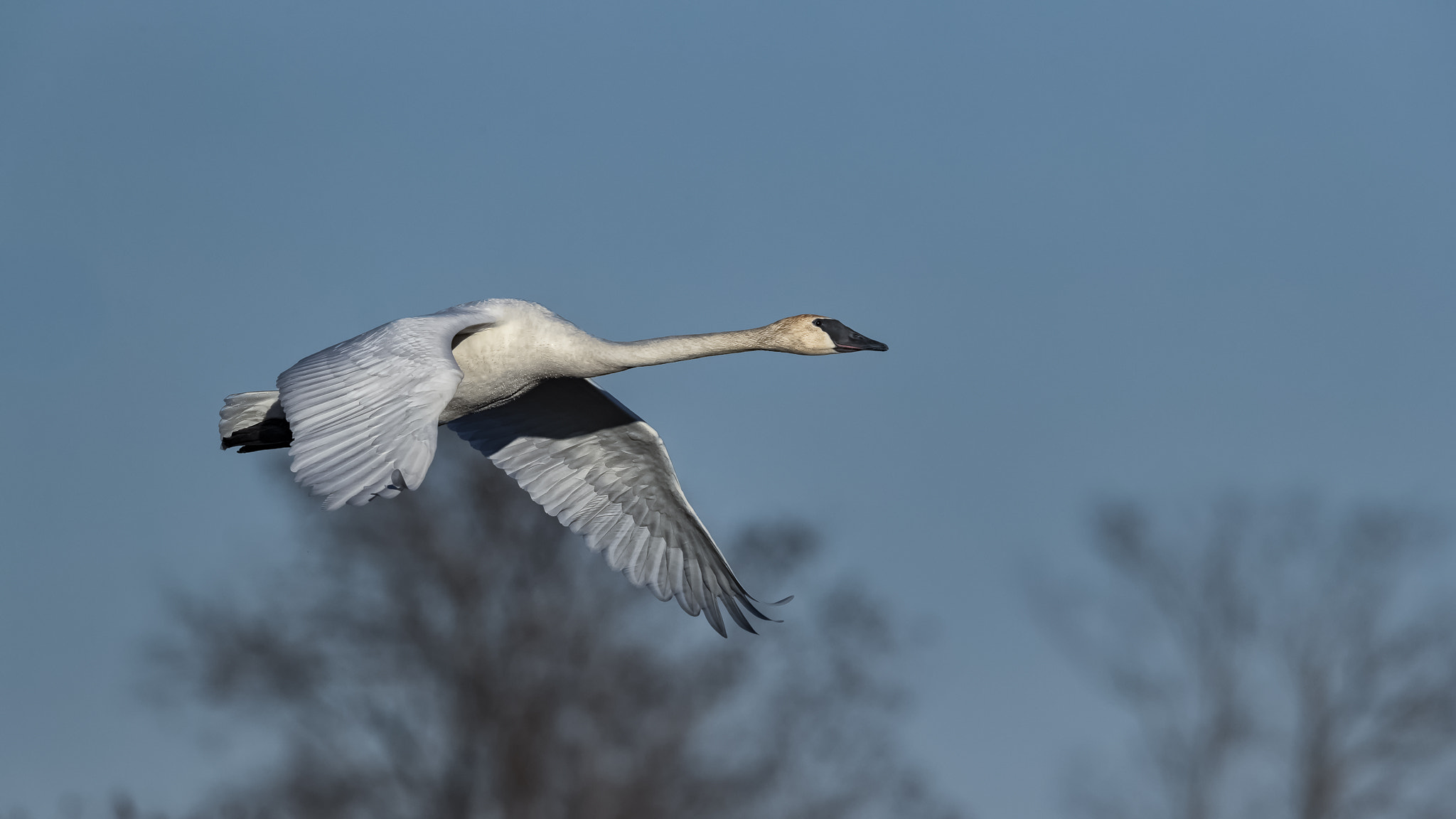 Canon EF 500mm F4L IS II USM sample photo. Trumpeter swan photography