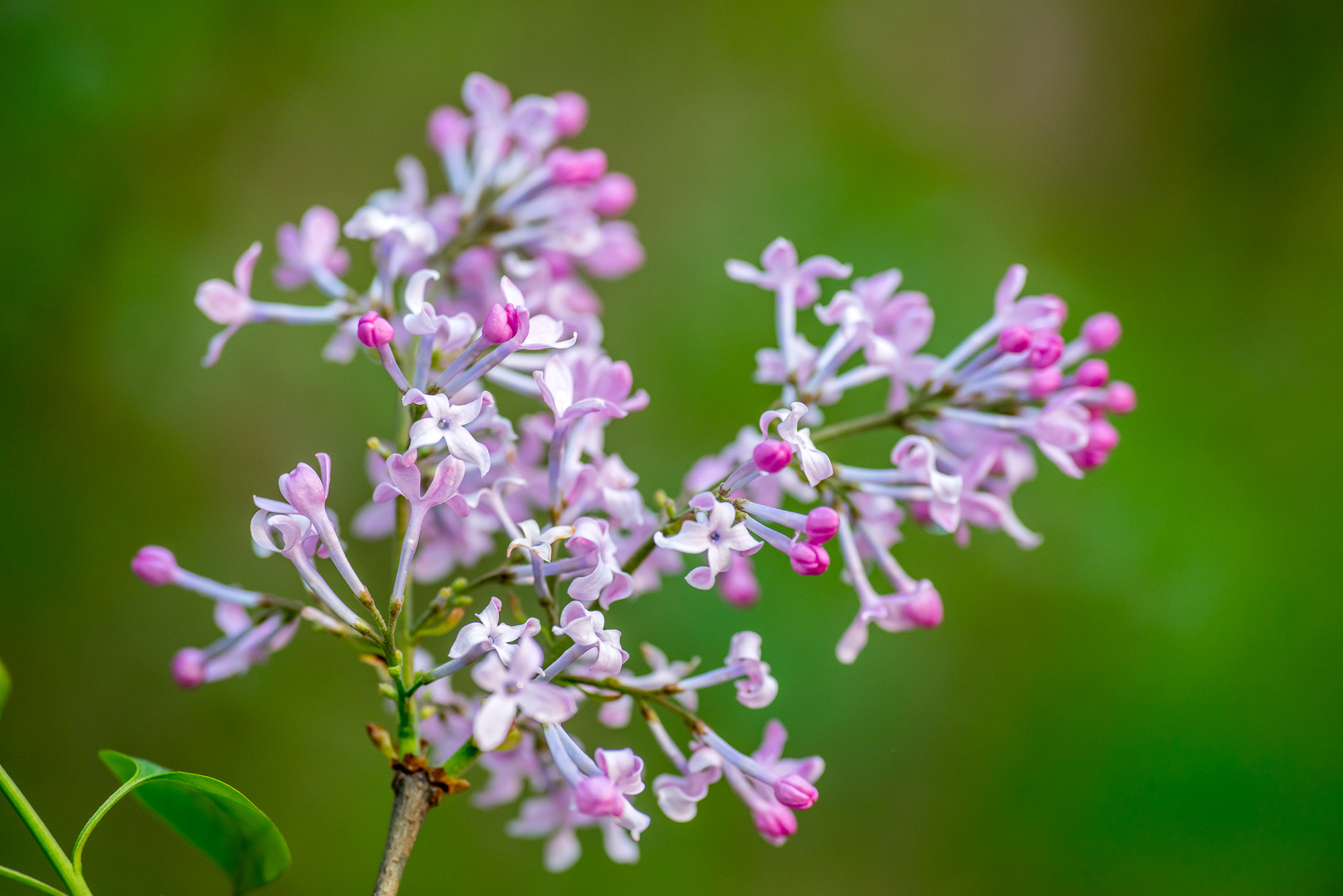 Voigtlander Macro APO-Lanthar 125mm F2.5 SL sample photo. 丁香 photography
