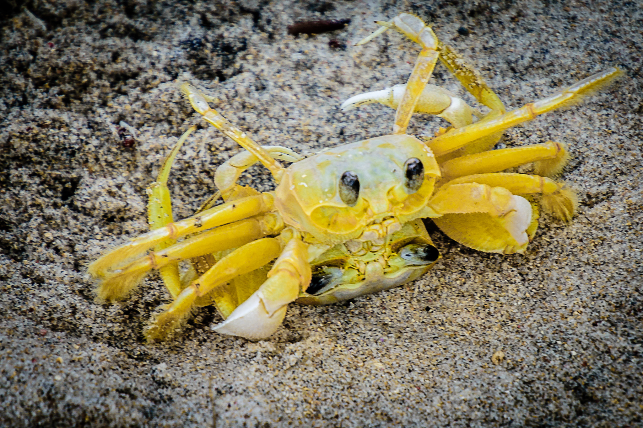 Nikon D7200 sample photo. Crabs in love photography