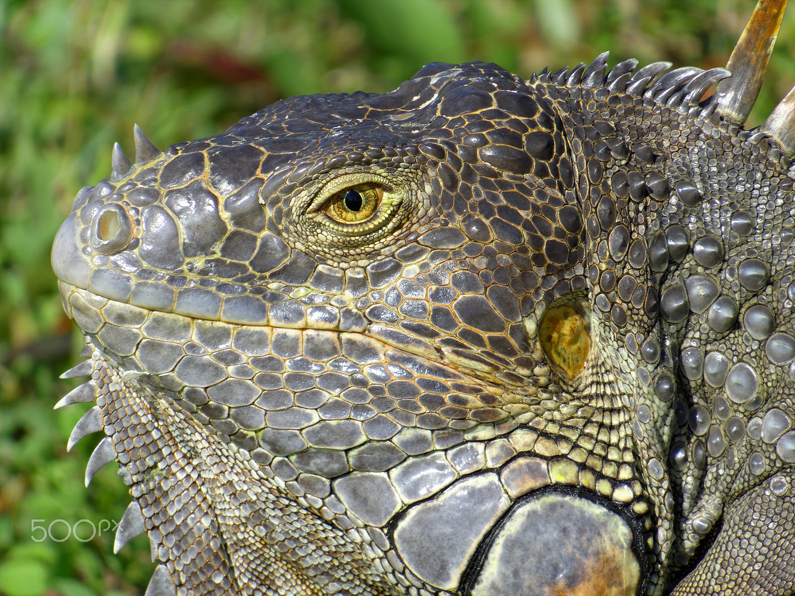 Canon PowerShot SX50 HS + 4.3 - 215.0 mm sample photo. Profile of male green iguana breeding colors photography