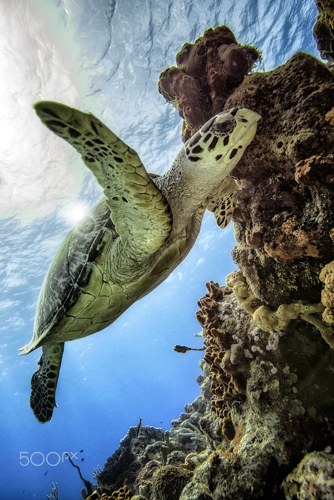 Nikon D800E sample photo. Backlit sea turtle photography