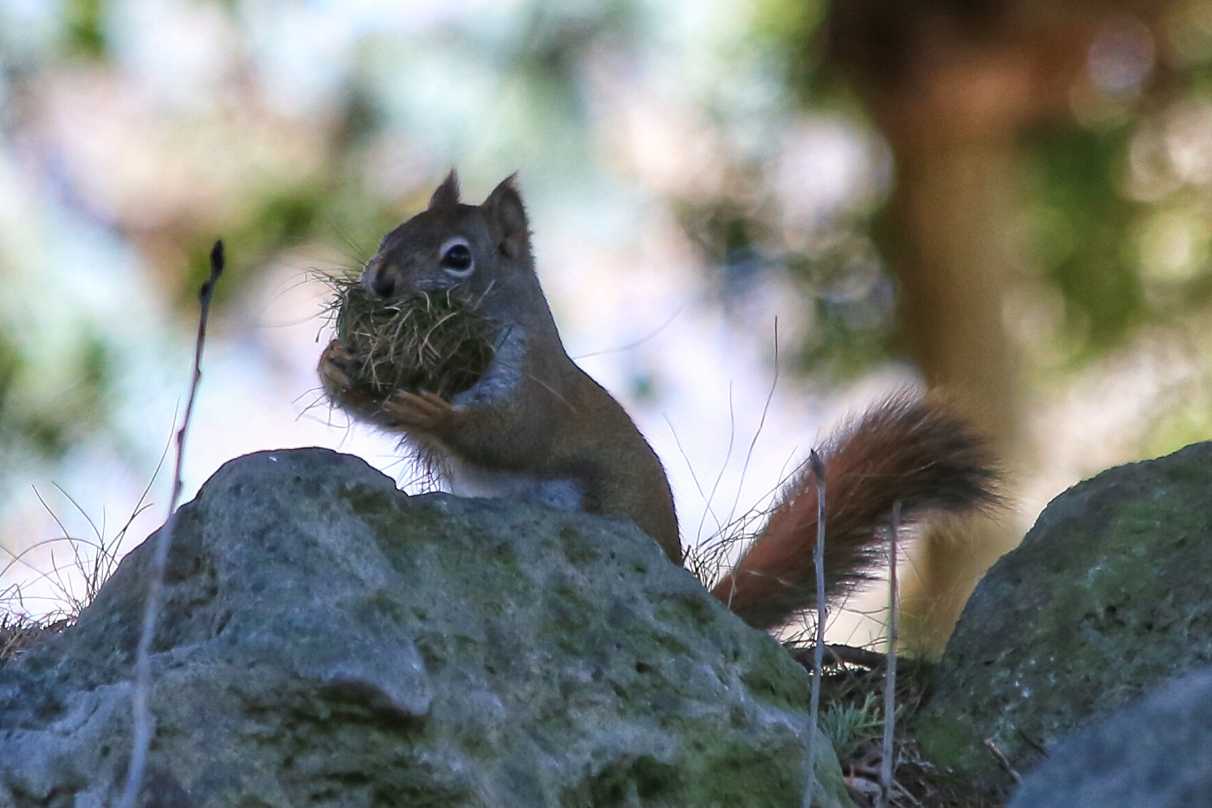 Canon EF 70-300mm F4-5.6 IS USM sample photo