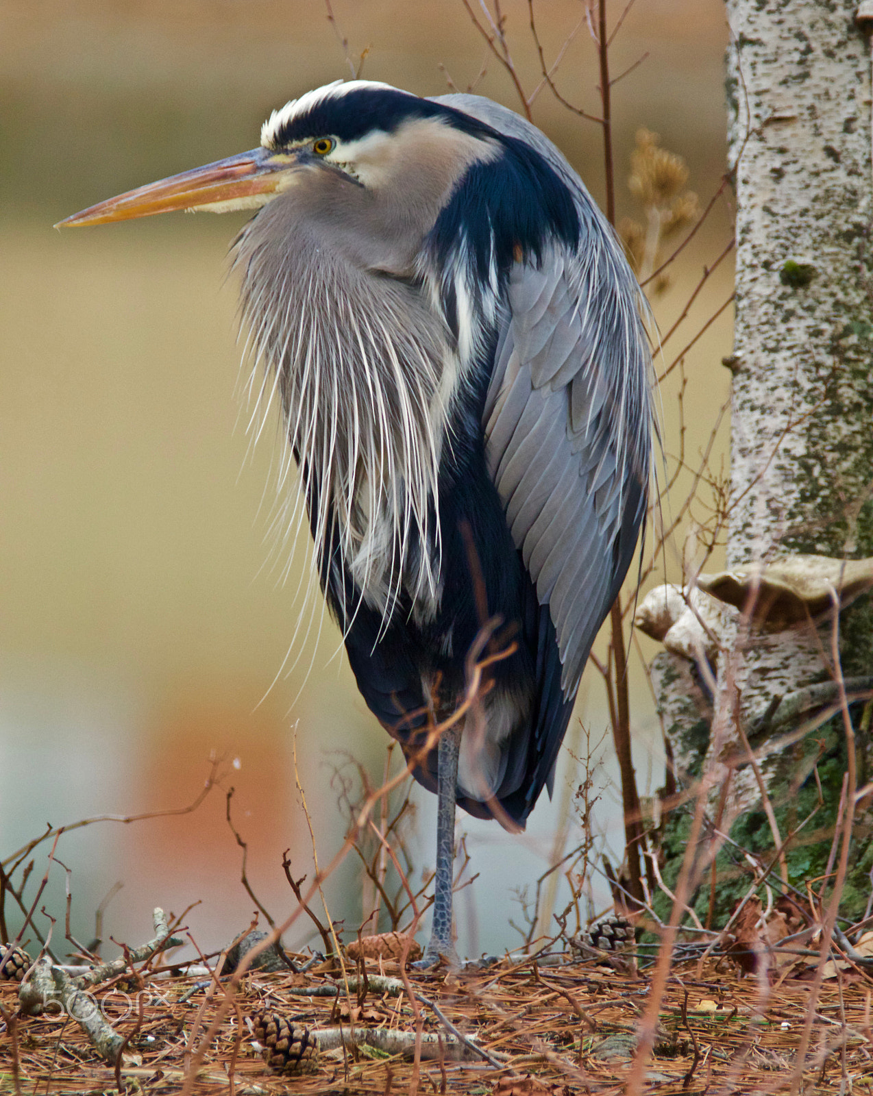 Sigma 150-600mm F5-6.3 DG OS HSM | S sample photo. Great blue heron photography