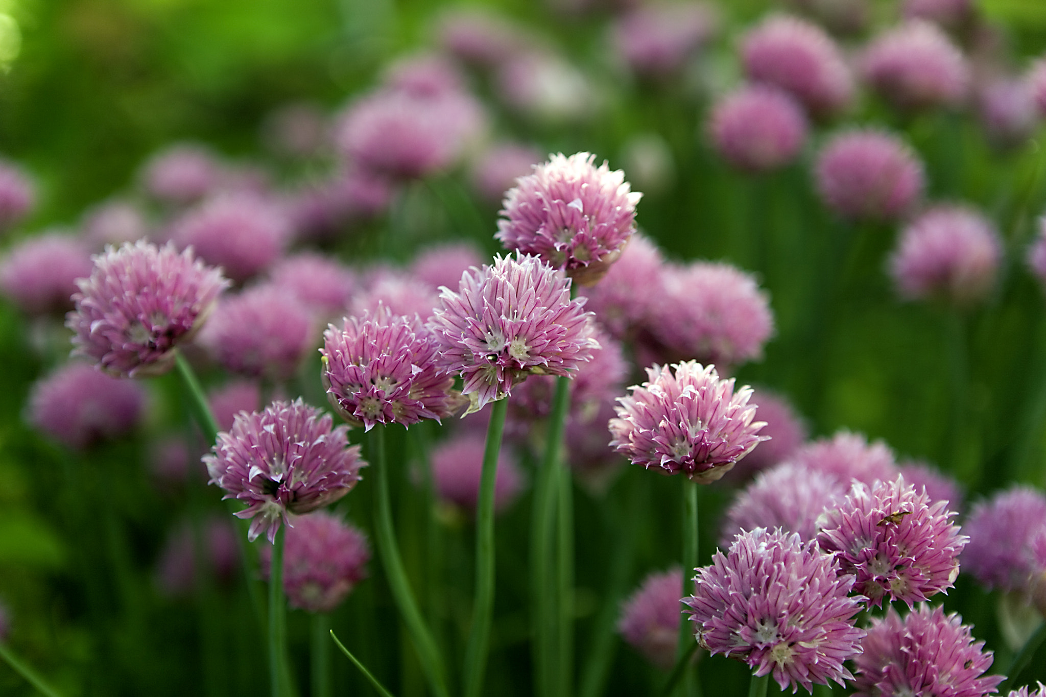 Canon EOS 5D + Canon EF 24-70mm F2.8L USM sample photo. Flowers photography