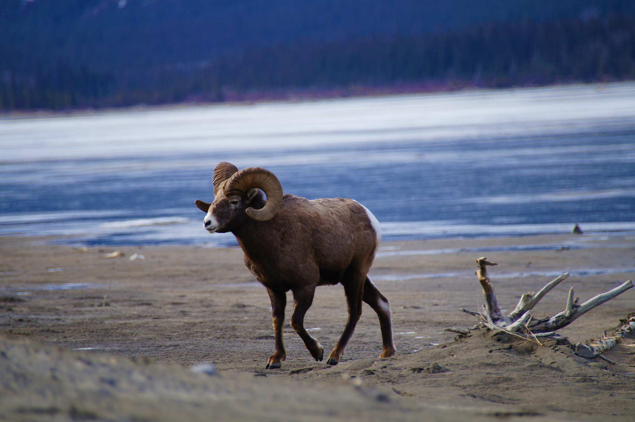 Sony SLT-A35 sample photo. Mountain goat photography
