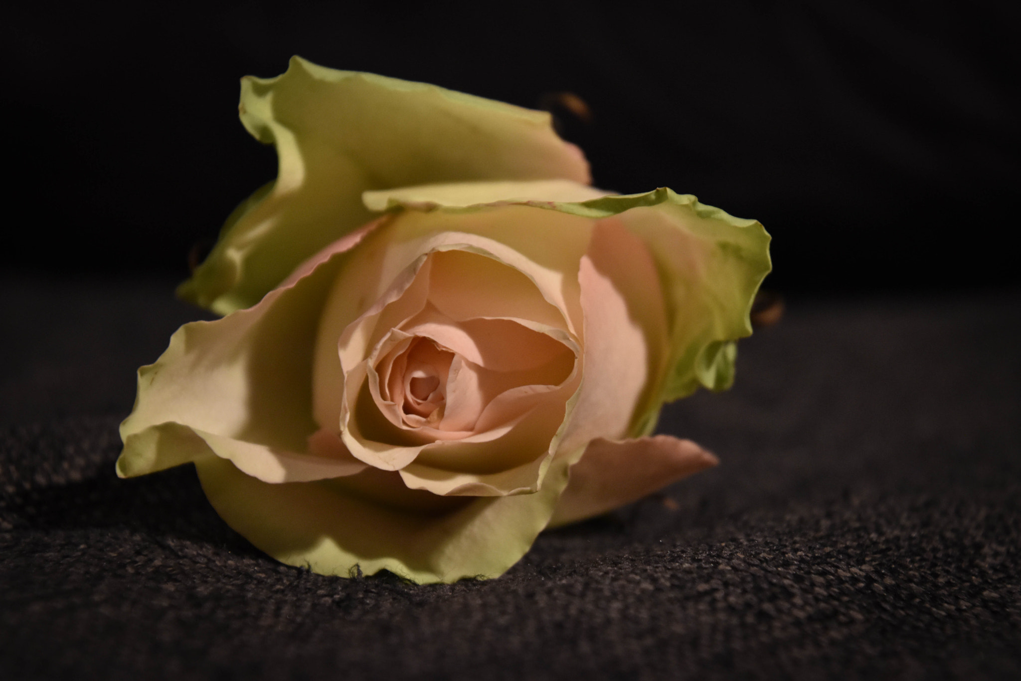 Nikon D5600 sample photo. Rose photography