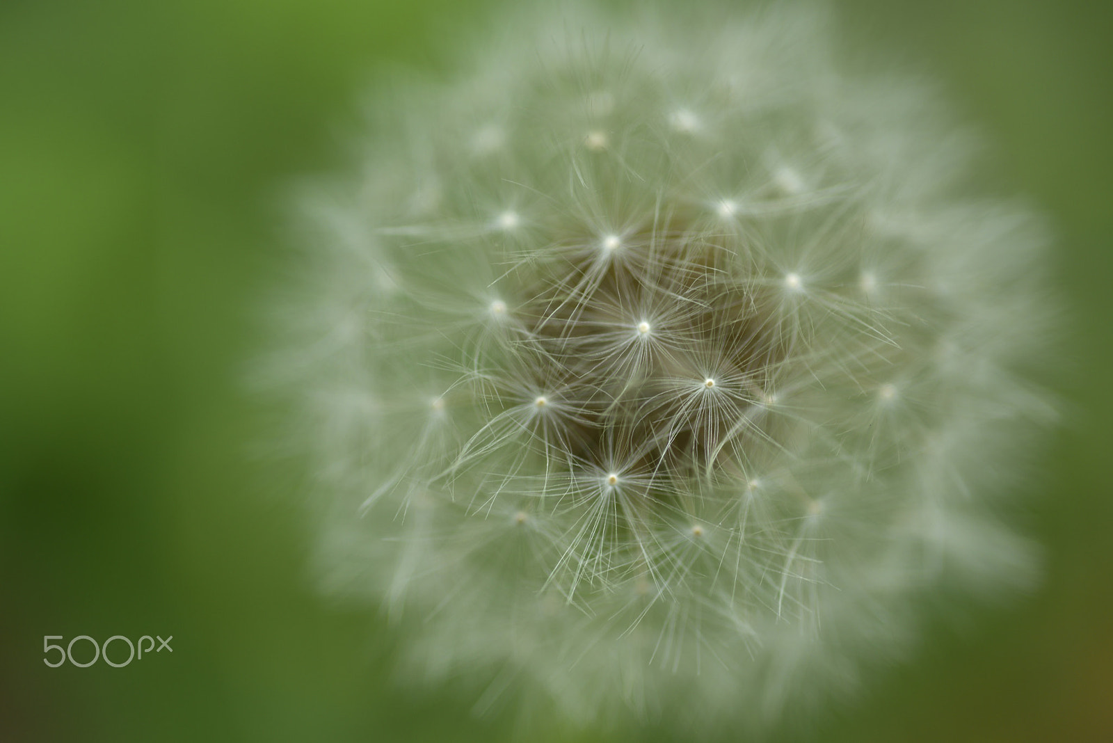 Nikon D810 sample photo. 蒲公英,植物,自然 photography