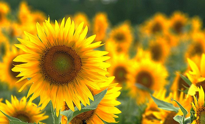 Canon EOS 700D (EOS Rebel T5i / EOS Kiss X7i) sample photo. Sunny sunflower photography