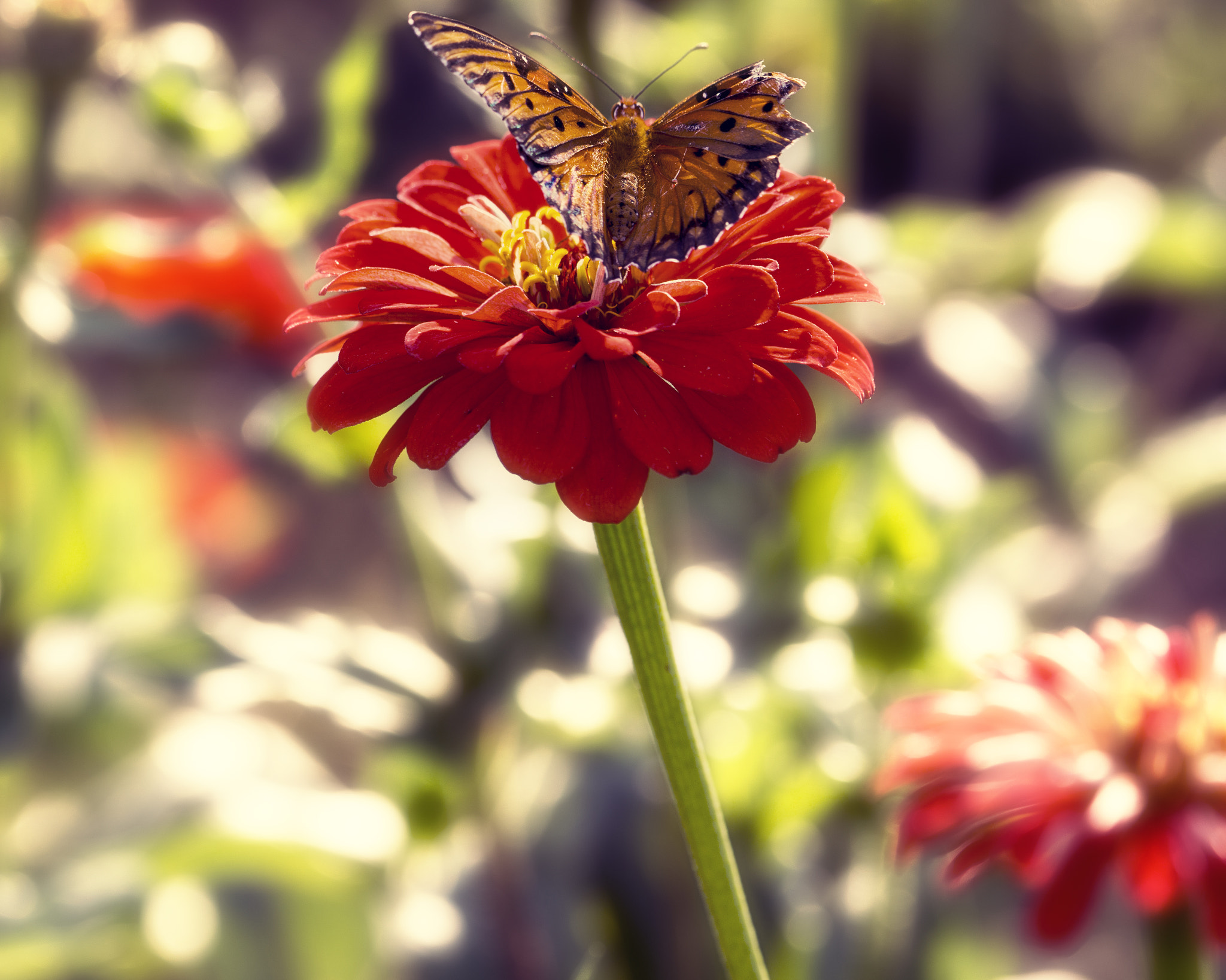 Sony a6000 + Sony FE 90mm F2.8 Macro G OSS sample photo. Dngaa photography