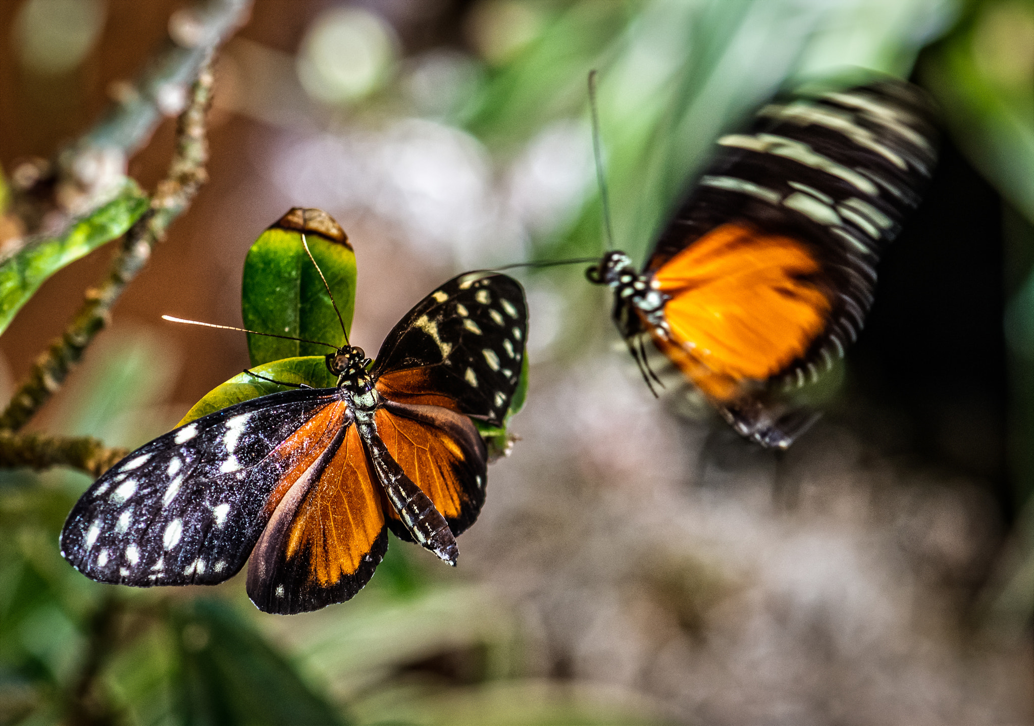 Nikon D500 sample photo. Mating butterflies photography