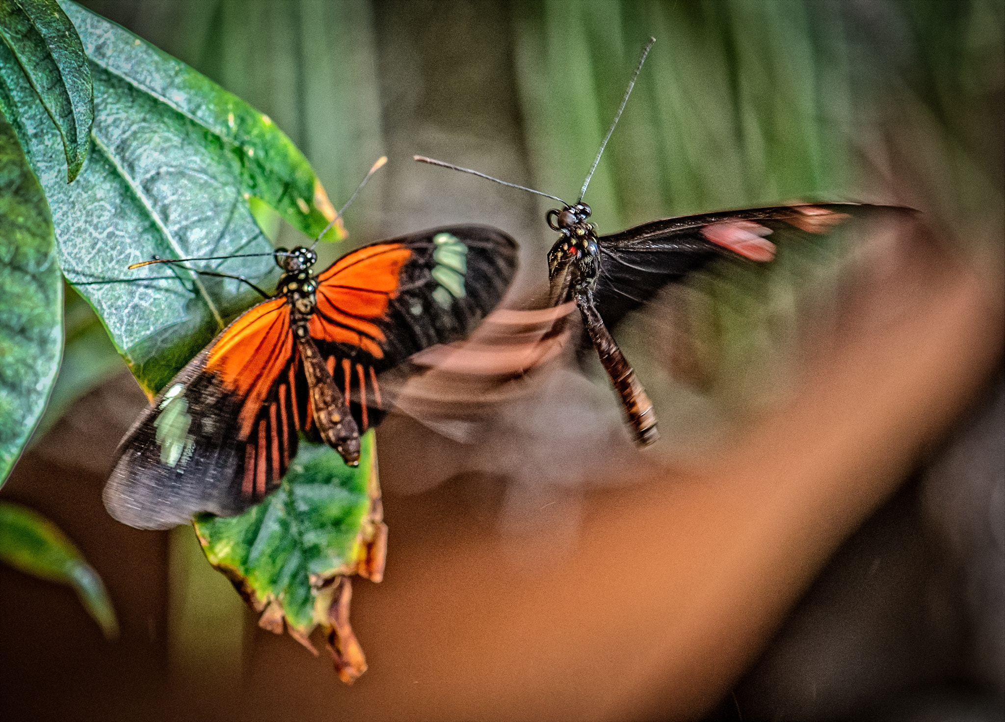 Nikon AF-S Micro-Nikkor 105mm F2.8G IF-ED VR sample photo. Mating butterflies 2 photography