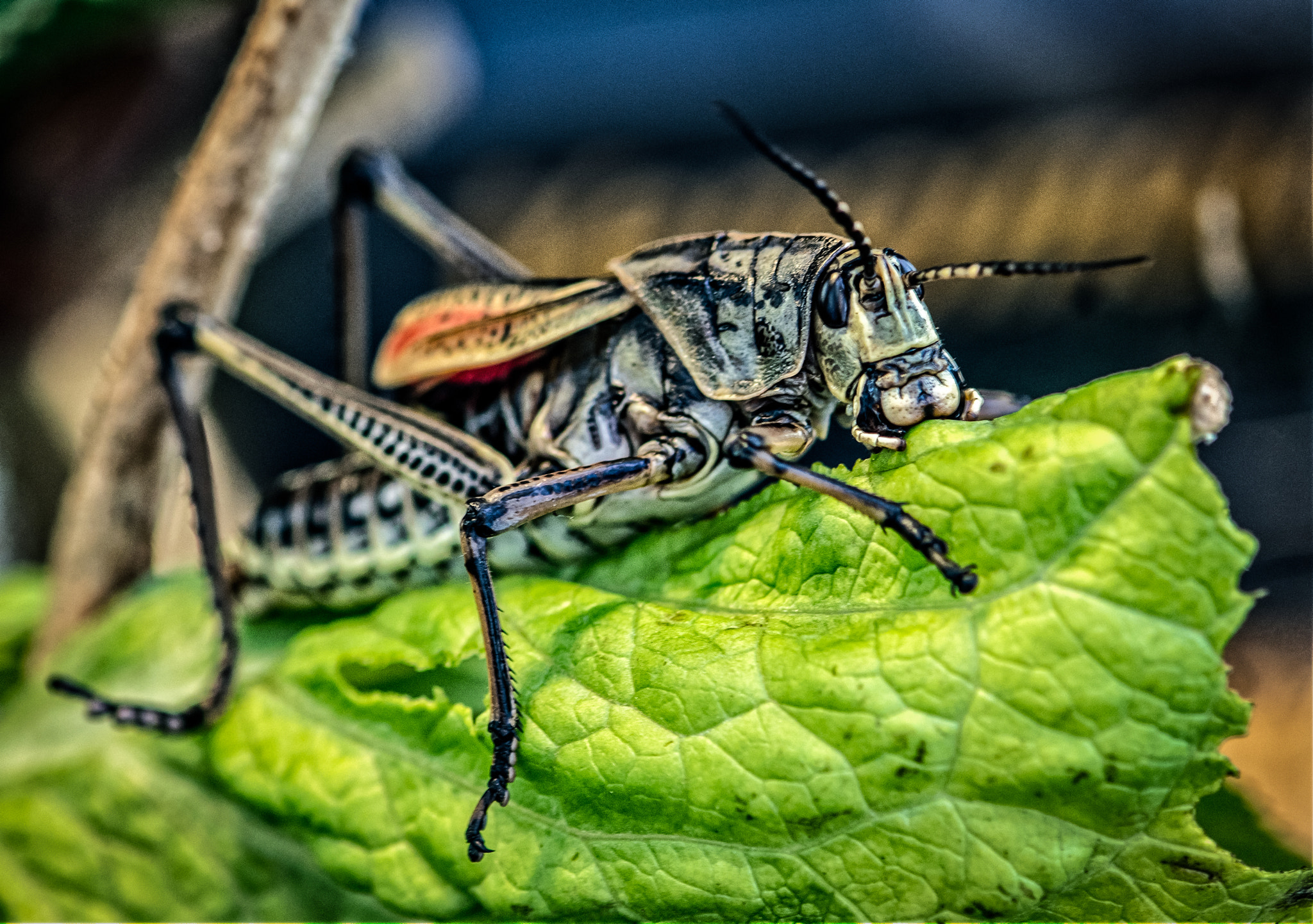 Nikon AF-S Micro-Nikkor 105mm F2.8G IF-ED VR sample photo. Large grasshopper photography