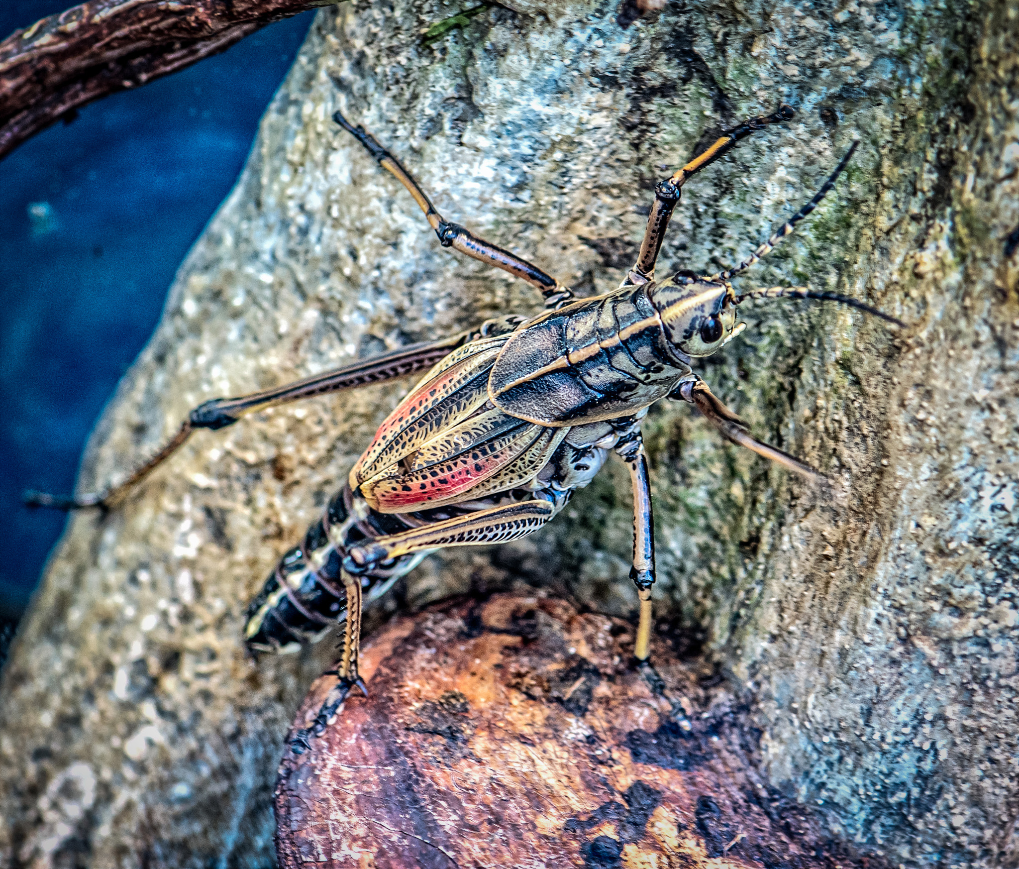Nikon D500 sample photo. Large insect photography