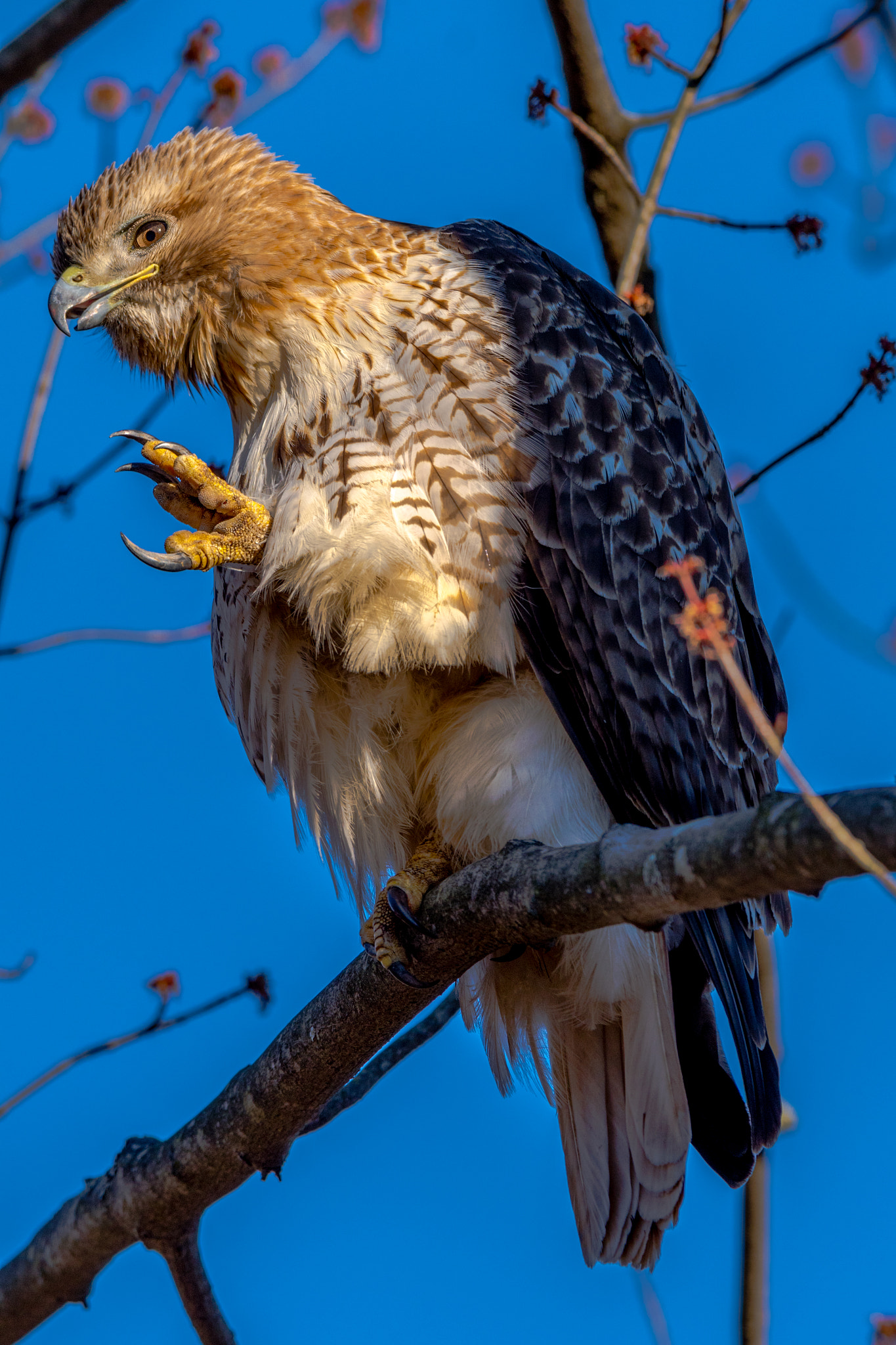 Nikon AF-S Nikkor 600mm F4E FL ED VR sample photo. Red-tailed hawk photography