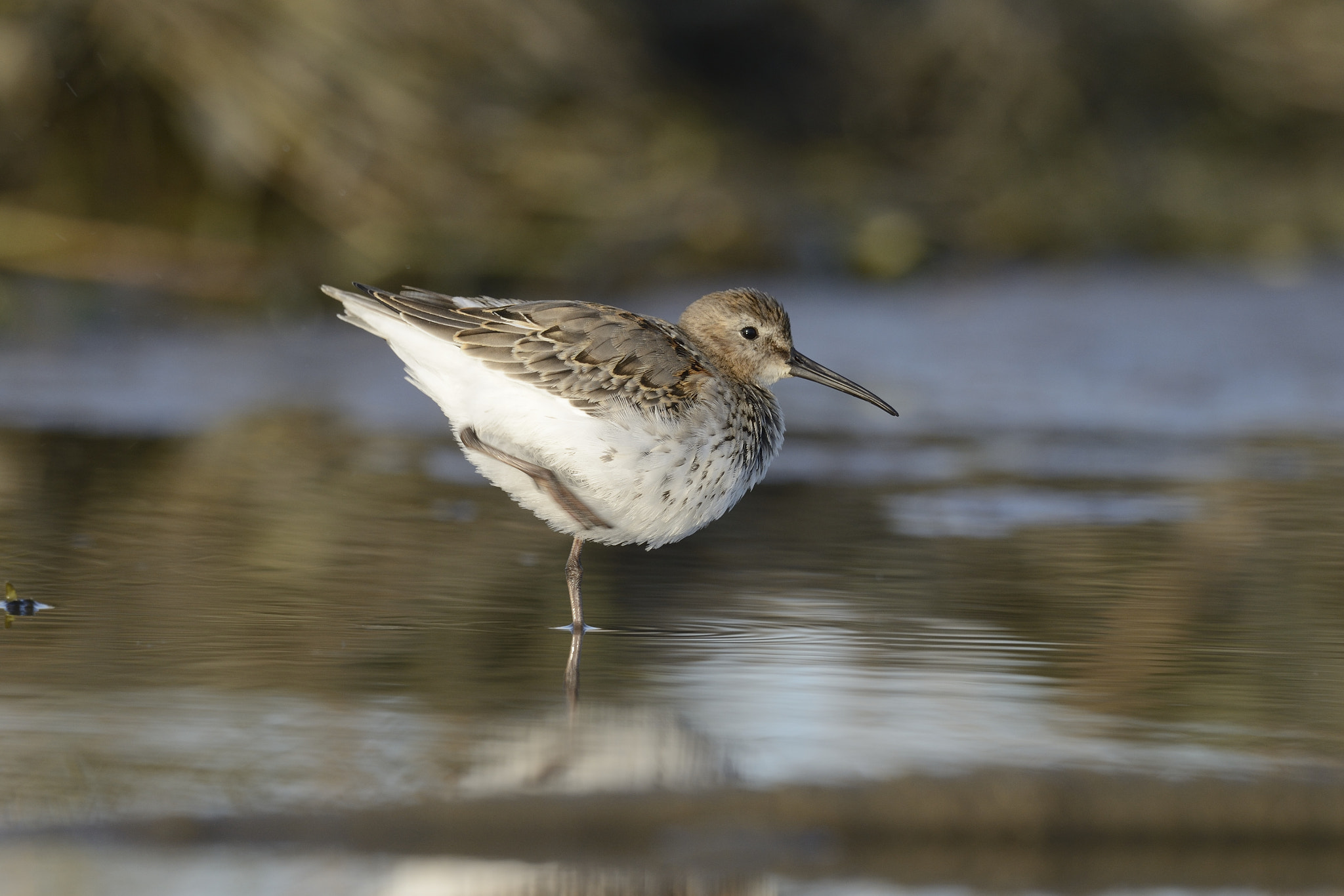 Nikon AF-S Nikkor 800mm F5.6E FL ED VR sample photo. Basseau variable / calidris alpina / dunlin photography