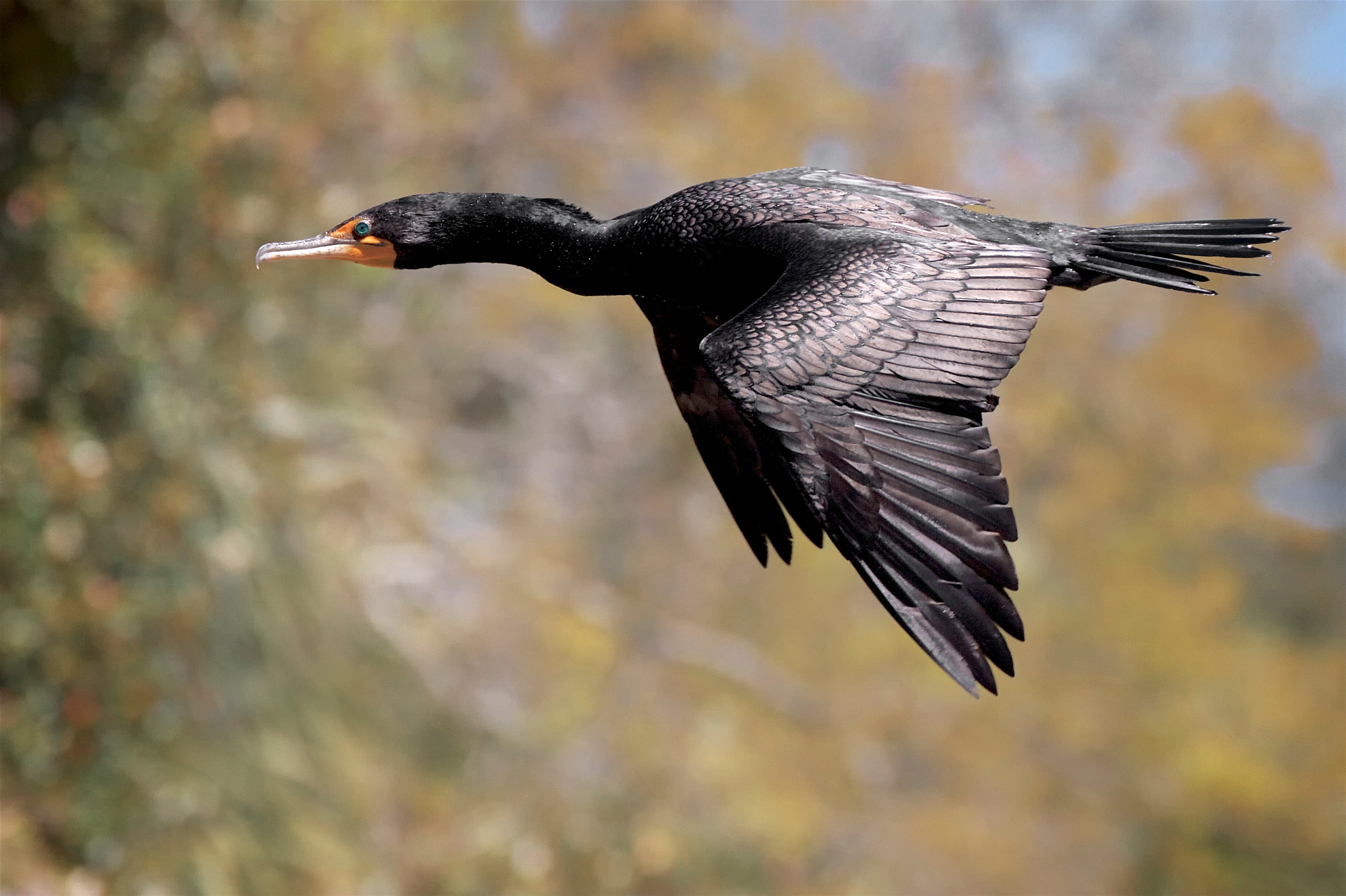 Canon EOS 7D + Canon EF 70-300mm F4-5.6L IS USM sample photo. Male cormorant in flight photography