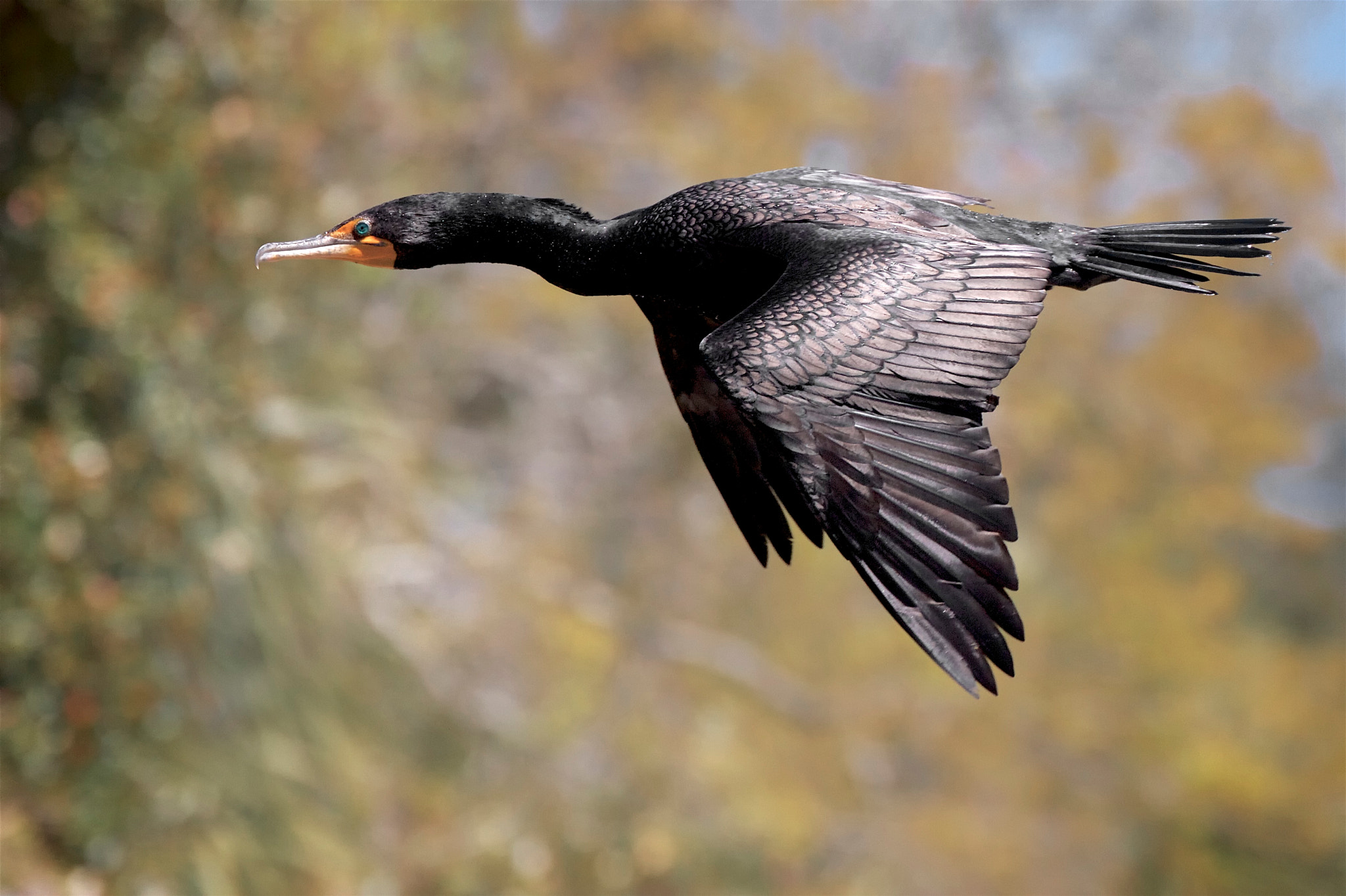 Canon EF 70-300mm F4-5.6L IS USM sample photo. Male cormorant in flight photography