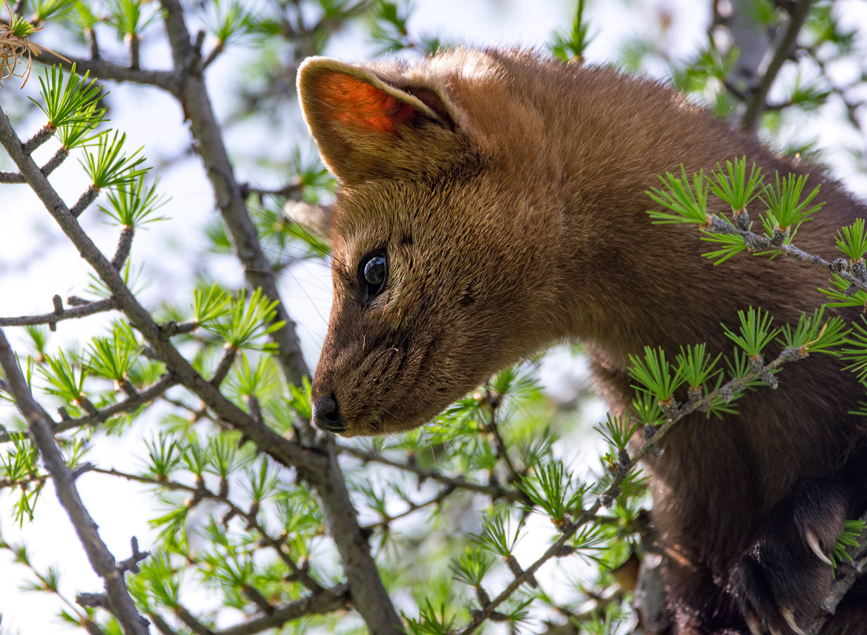 Nikon D600 + Sigma 150-600mm F5-6.3 DG OS HSM | C sample photo. Соболь photography