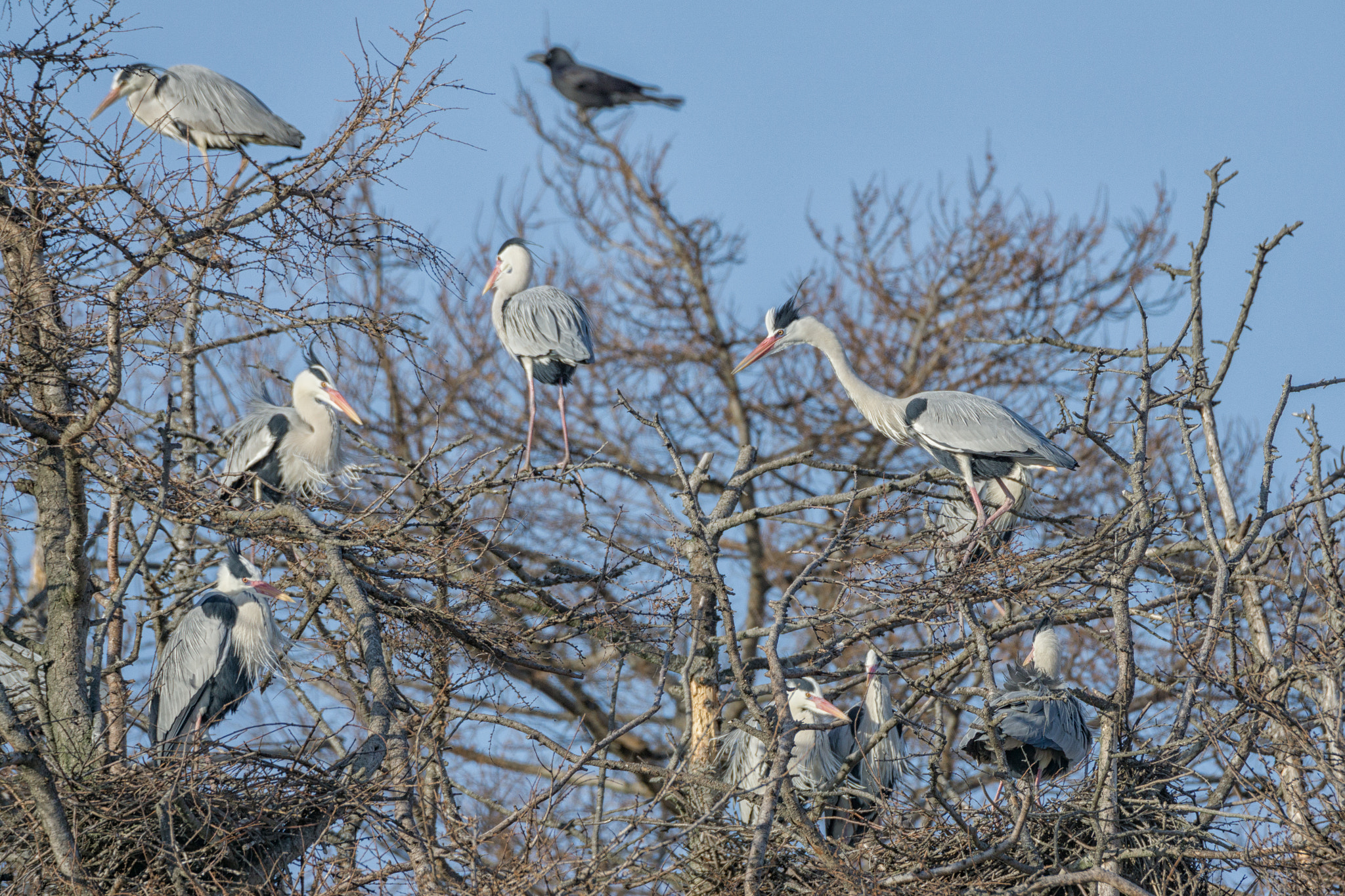 Tamron SP 150-600mm F5-6.3 Di VC USD sample photo. Grey heron photography