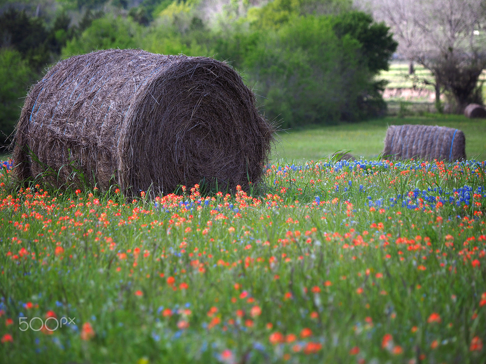 Olympus OM-D E-M1 sample photo. Hay! photography