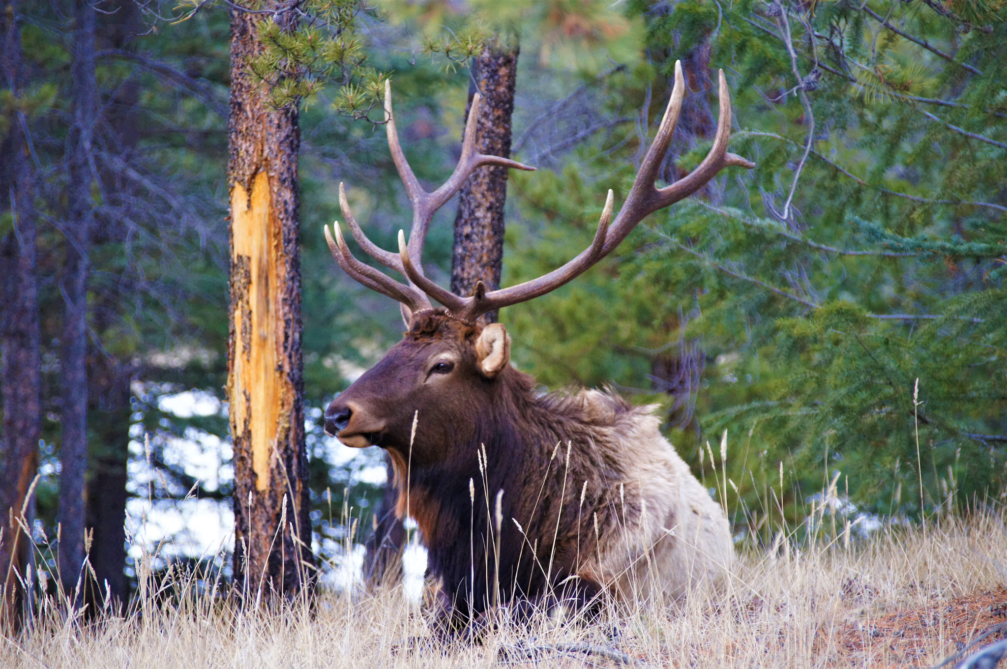 Sony SLT-A35 sample photo. Gorgeous elk photography