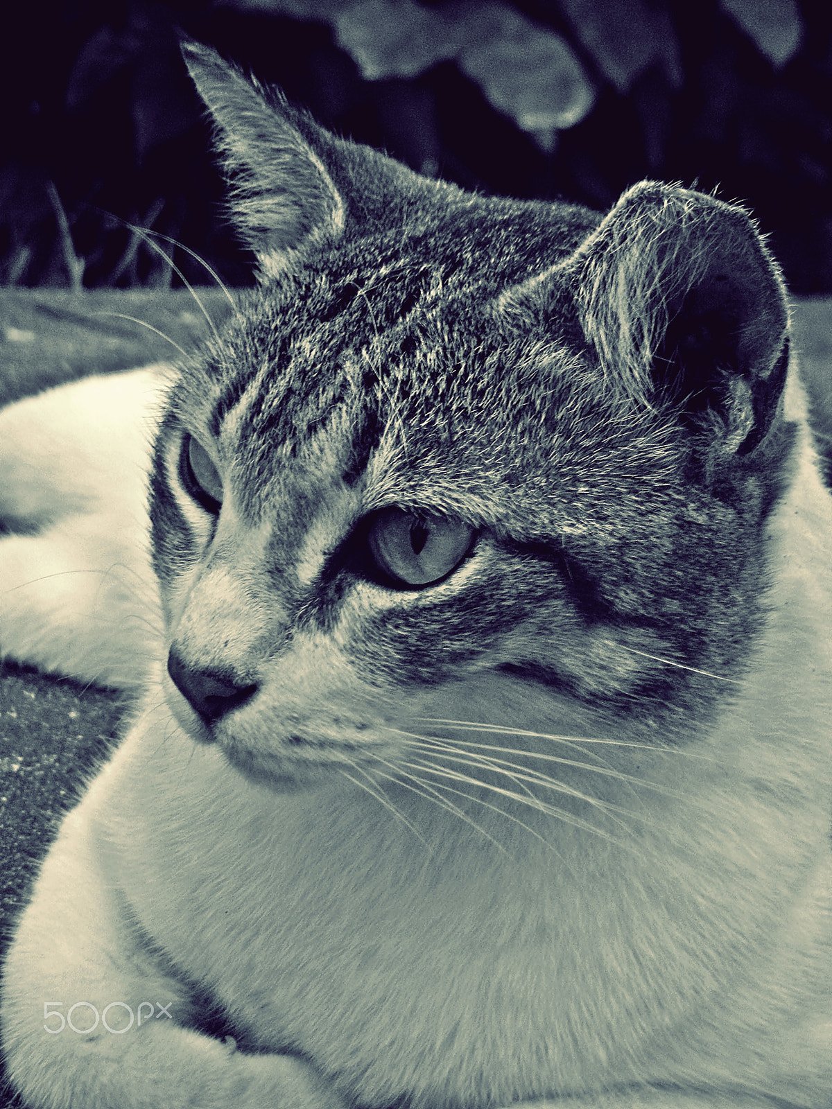 Nikon Coolpix S1200pj sample photo. A meow hello ! photography