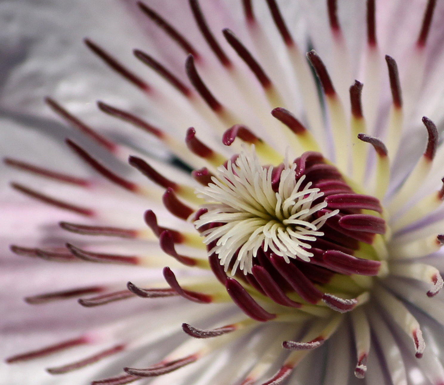 Sigma 70-300mm F4-5.6 APO DG Macro sample photo. Flower close-up photography
