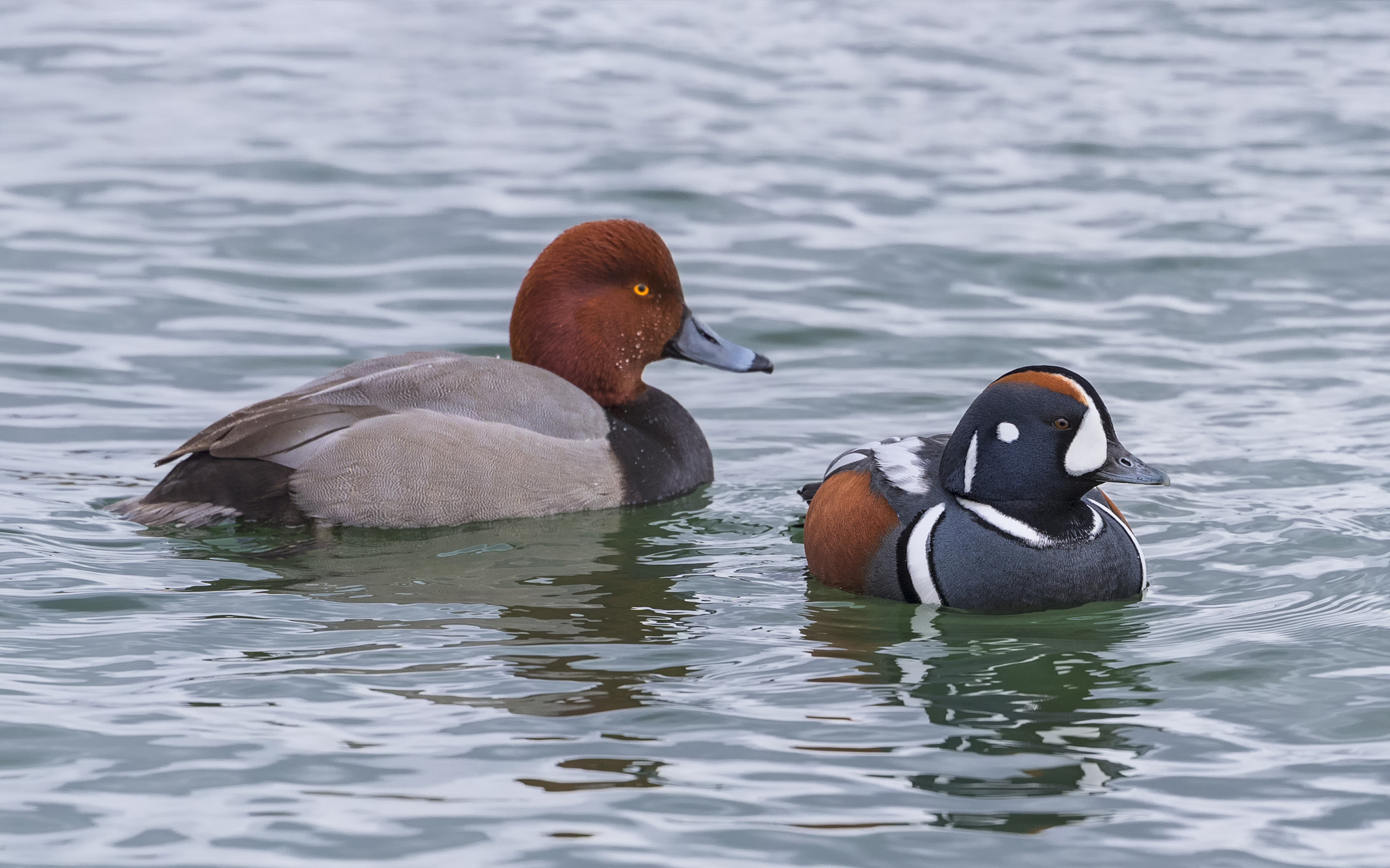 Canon EF 500mm F4L IS II USM sample photo. Harlequin duck and the redhead photography