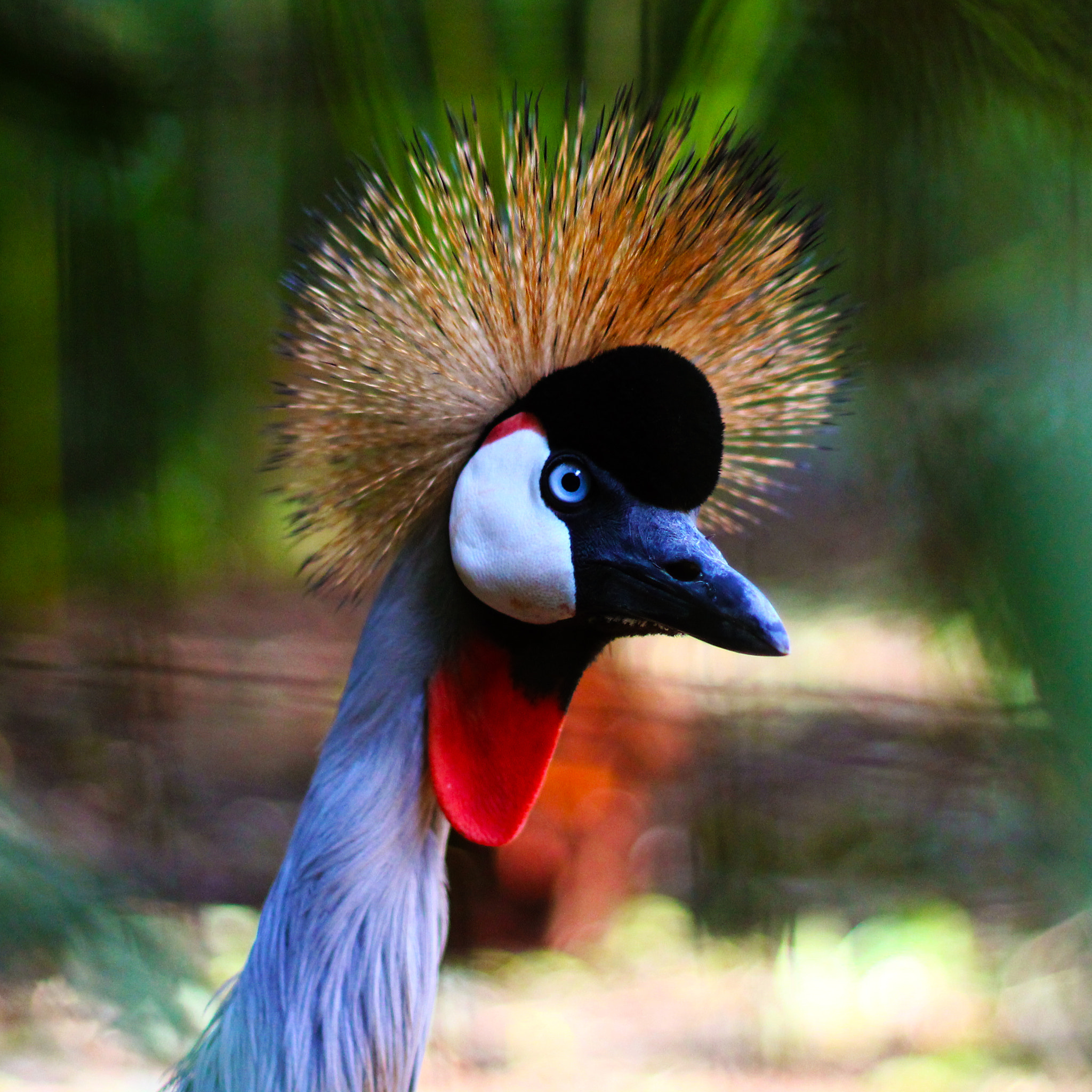 Canon EF 50mm F1.8 II sample photo. Casuar photography