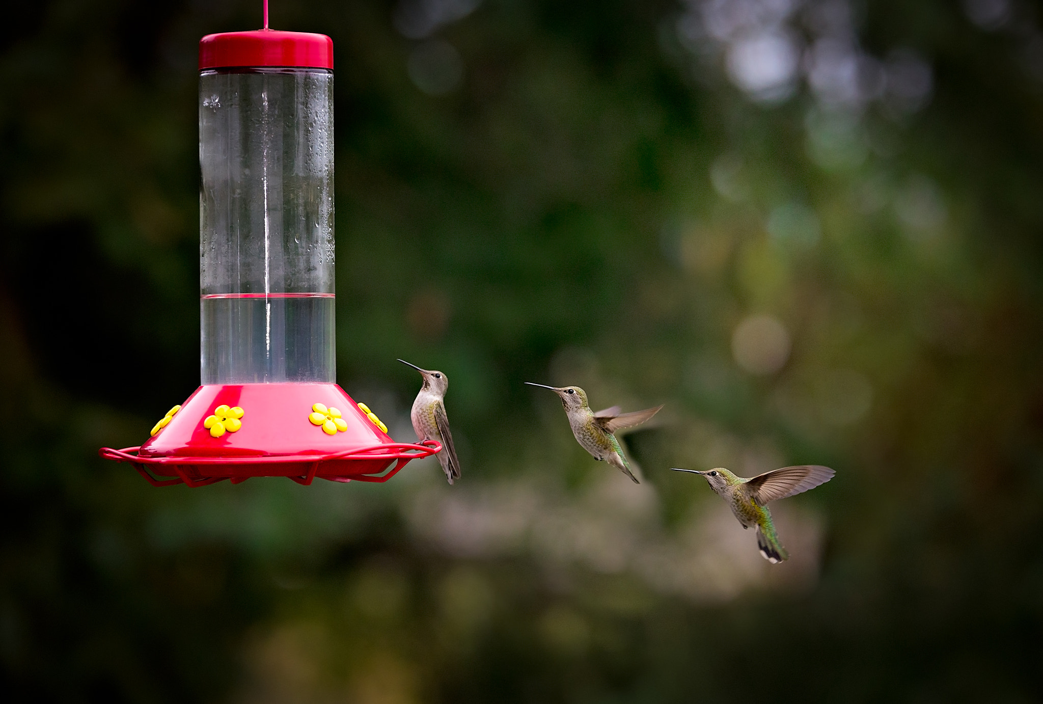 Tamron SP 70-200mm F2.8 Di VC USD sample photo. Sequential hummingbird photography