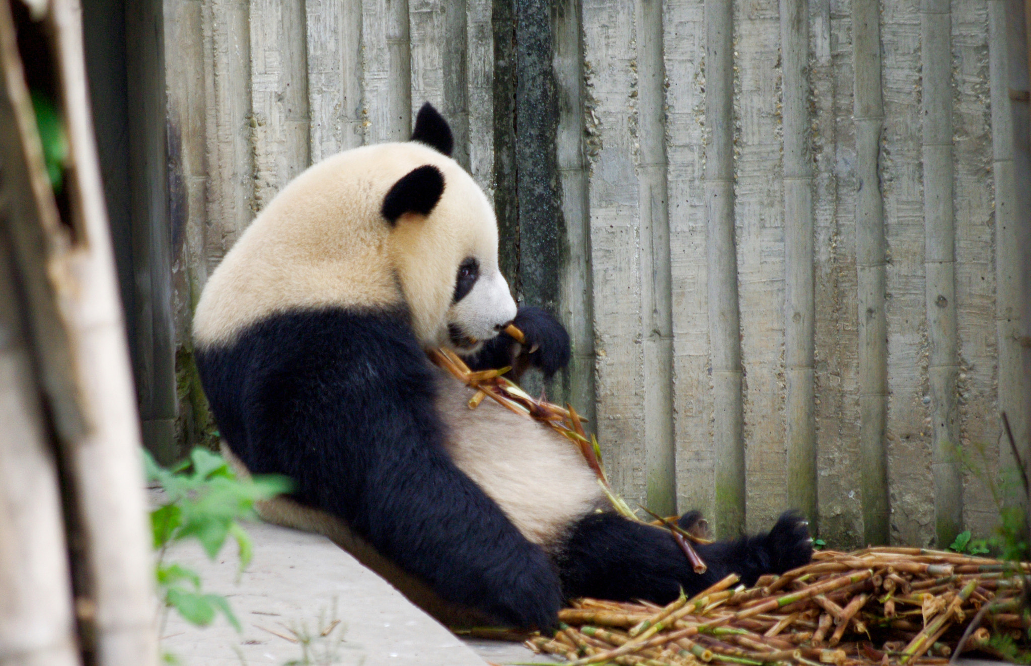 Pentax K-x + smc Pentax-DA L 50-200mm F4-5.6 ED WR sample photo. Panda photography